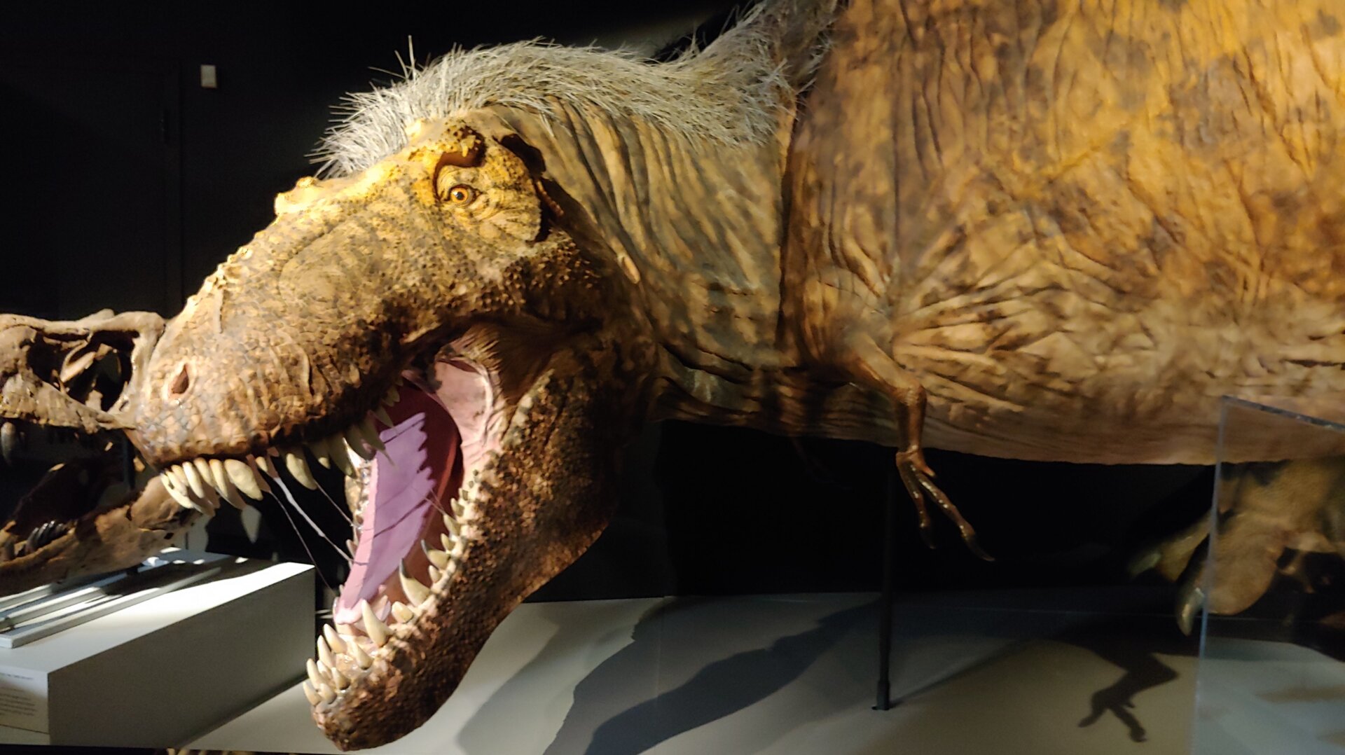 Toujours effrayant après toutes ces années : la pièce maîtresse de l’exposition, le modèle adulte du T. rex, est basé sur les dernières recherches et met en évidence les avant-bras chétifs et les ornements en plumes du dinosaure.