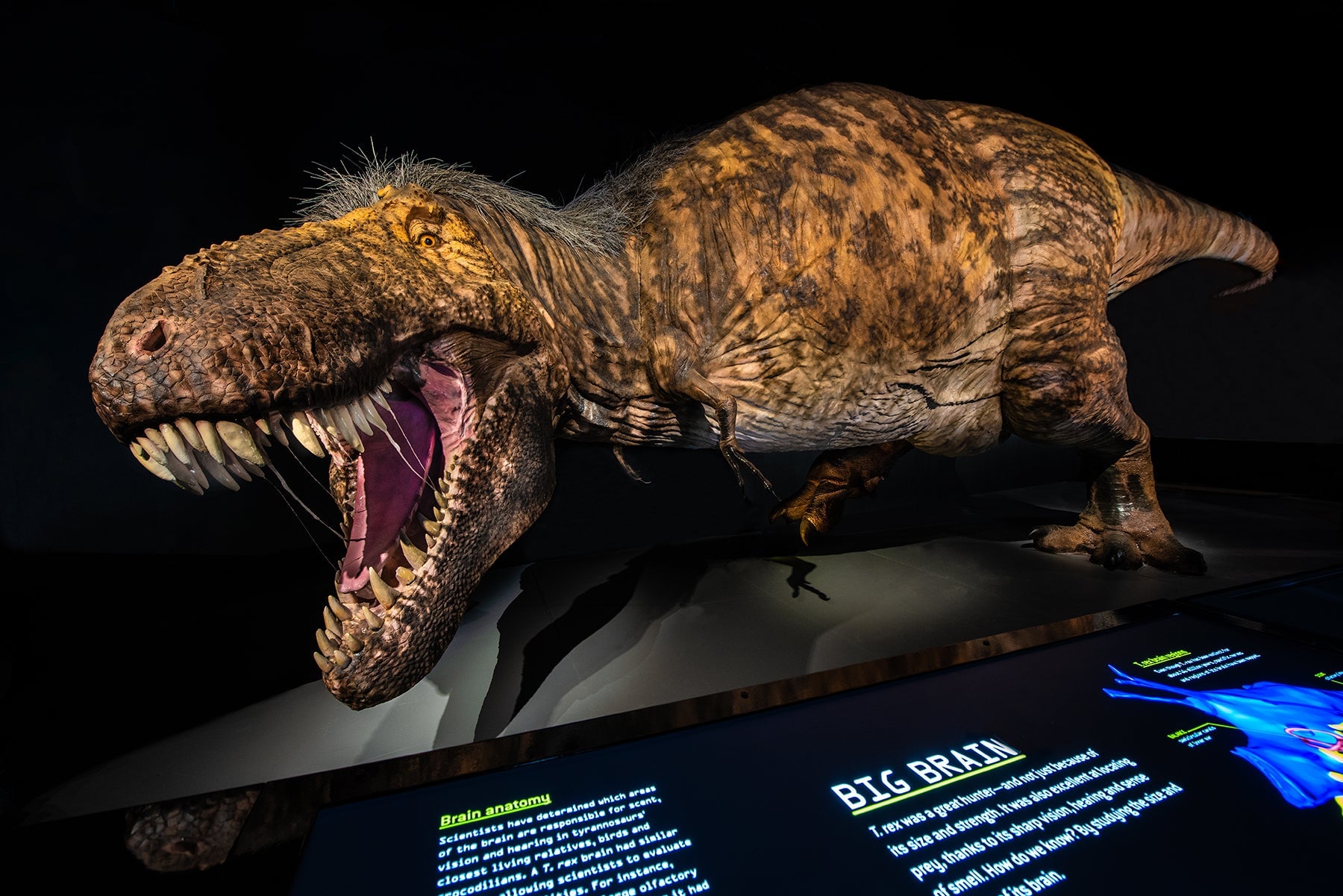 Photo: Courtesy: AMNH