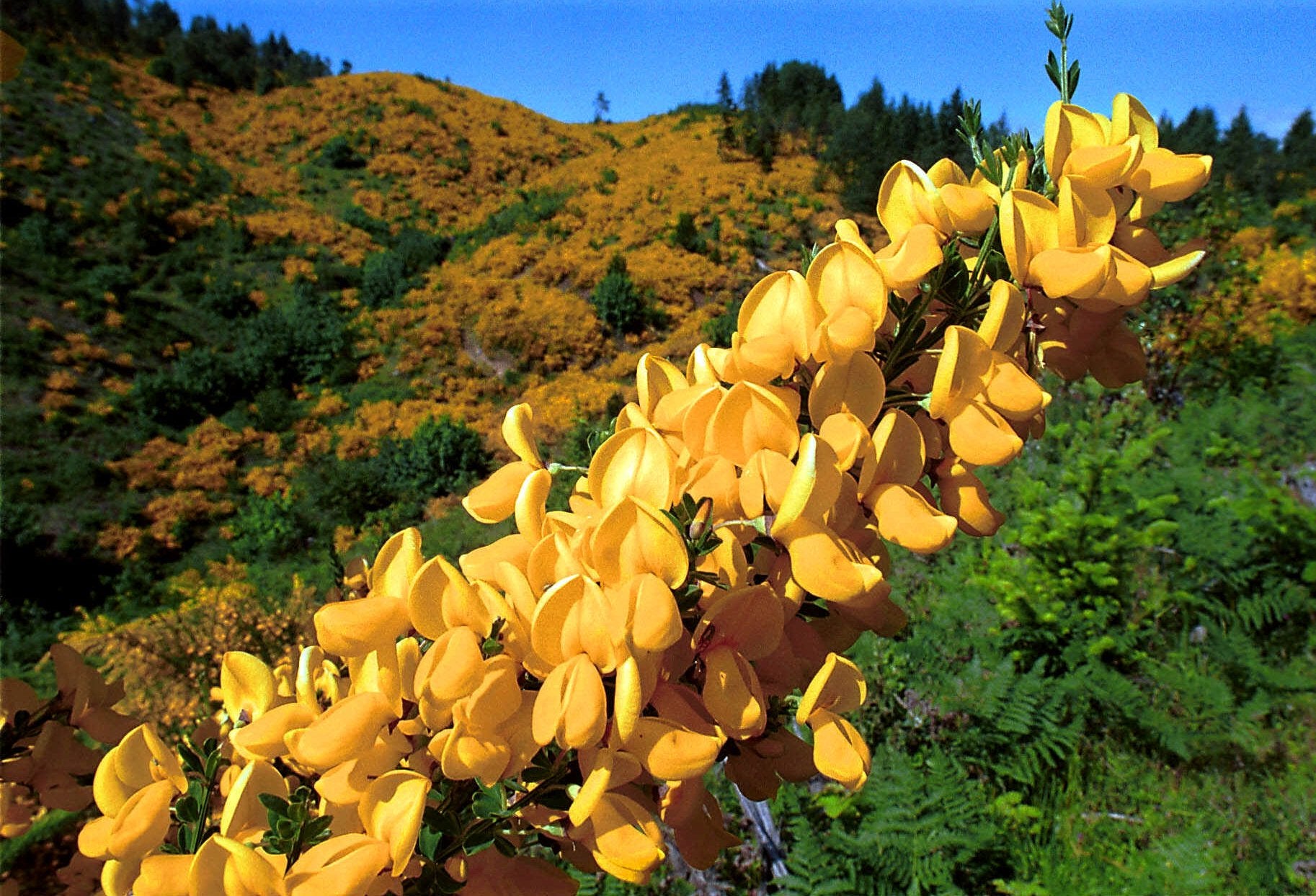 Une vallée près de Sutherlin, dans l’Oregon, est entièrement couverte de genêts écossais le 3 juin 1999.