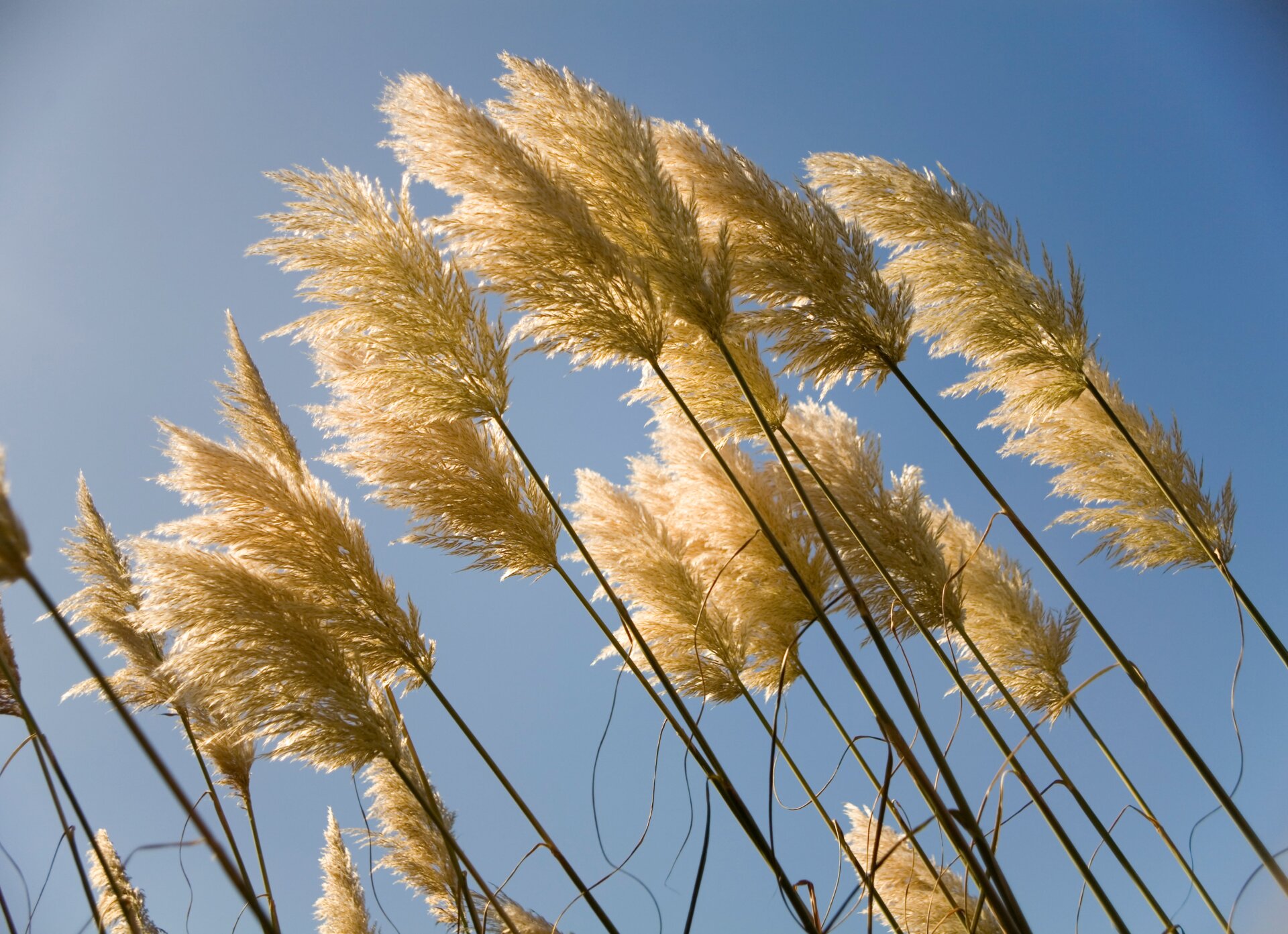 Cette « herbe » ornementale est en réalité envahissante sur la côte ouest.