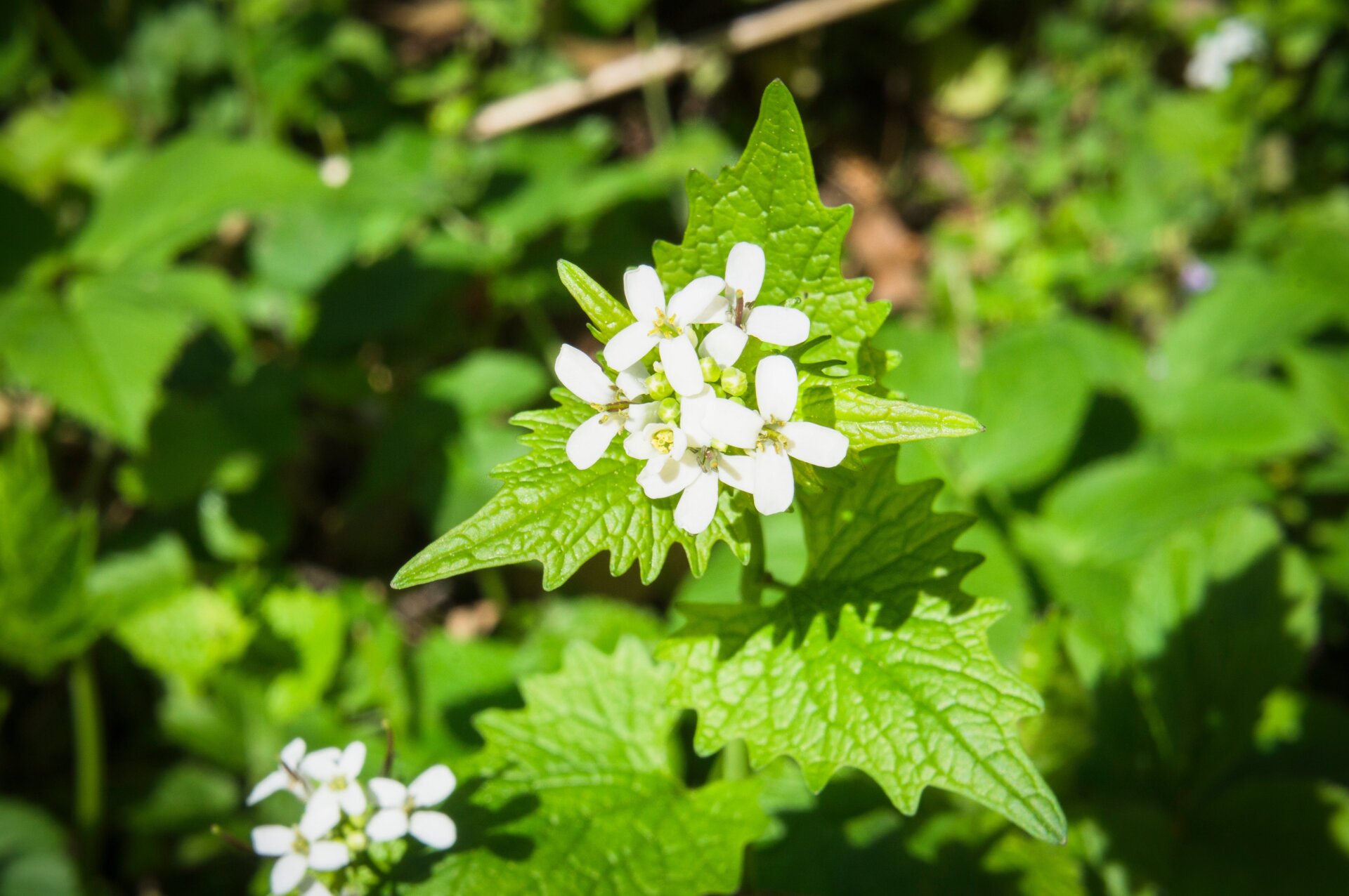 L’Alliaria petiolata, ou moutarde à l’ail, fleurit dans un jardin de la République tchèque.