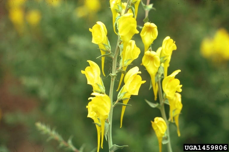 Linaire de Dalmatie (Linaria dalmatique)