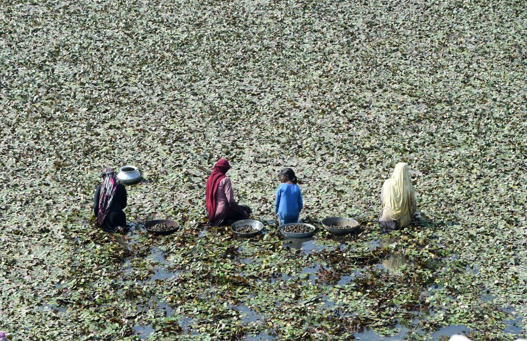 Une natte de feuilles de châtaignier d’eau au Pakistan.
