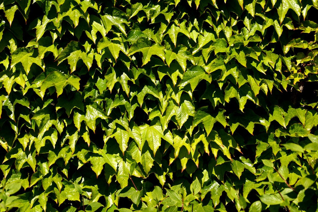 Un mur dense de feuilles de lierre anglais. 