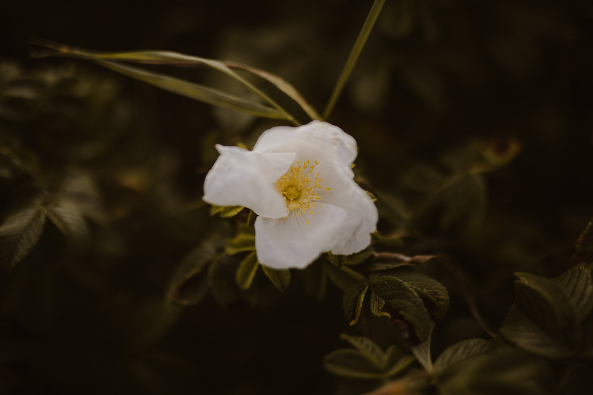 Une fleur de rose cherokee.