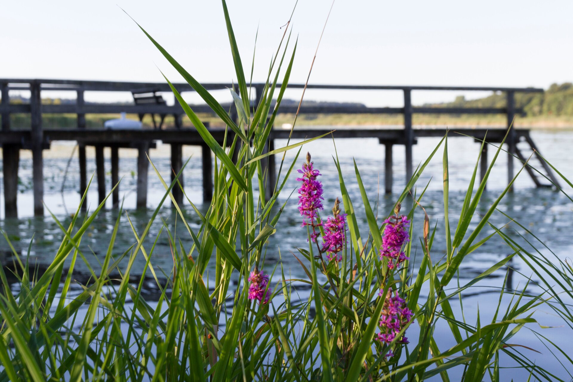 Salicaire pourpre (Lythrum salicania)