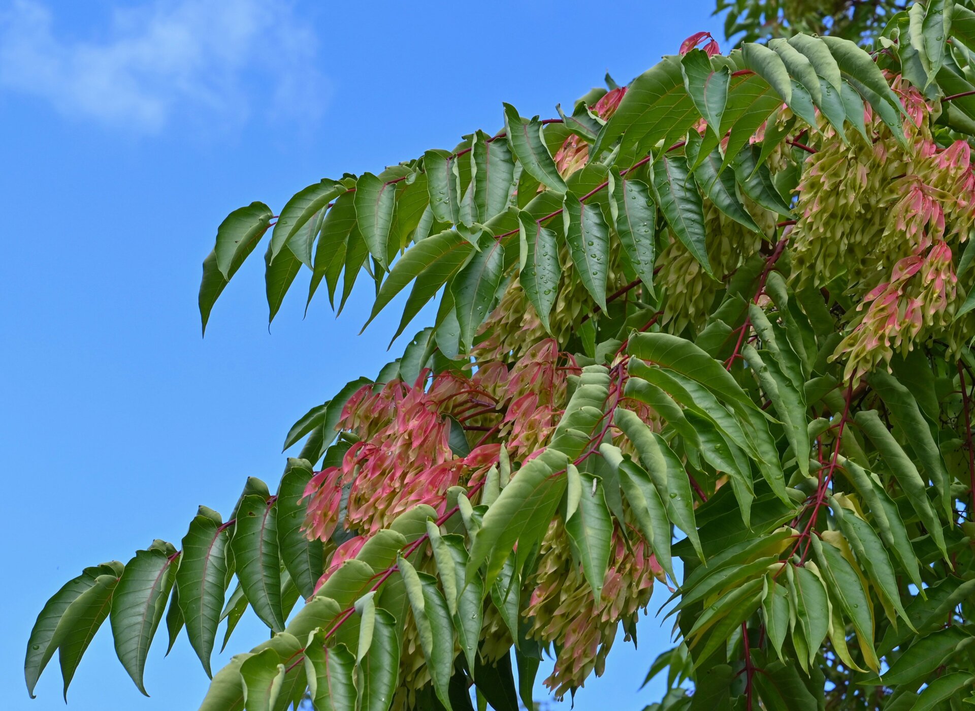 L’Arbre des Dieux compte comme une espèce invasive en Allemagne et aux États-Unis également.