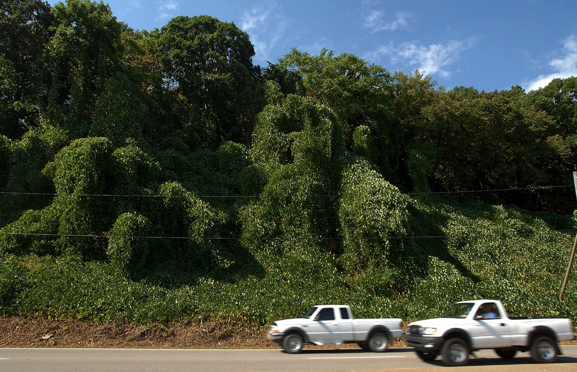 Un côté repris par des kudzu dans le nord de Charleston, en Virginie occidentale.