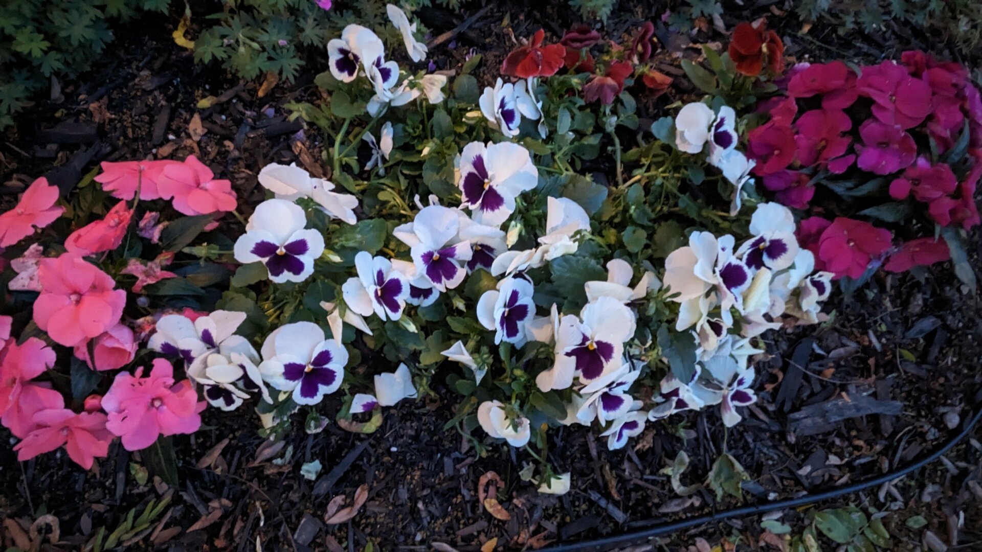 La tablette Pixel peut tirer avantage des nombreuses astuces de caméra alimentées par l’IA de Google, y compris Night Sight, qui a fait un travail admirable en capturant des fleurs  après le coucher du soleil.
