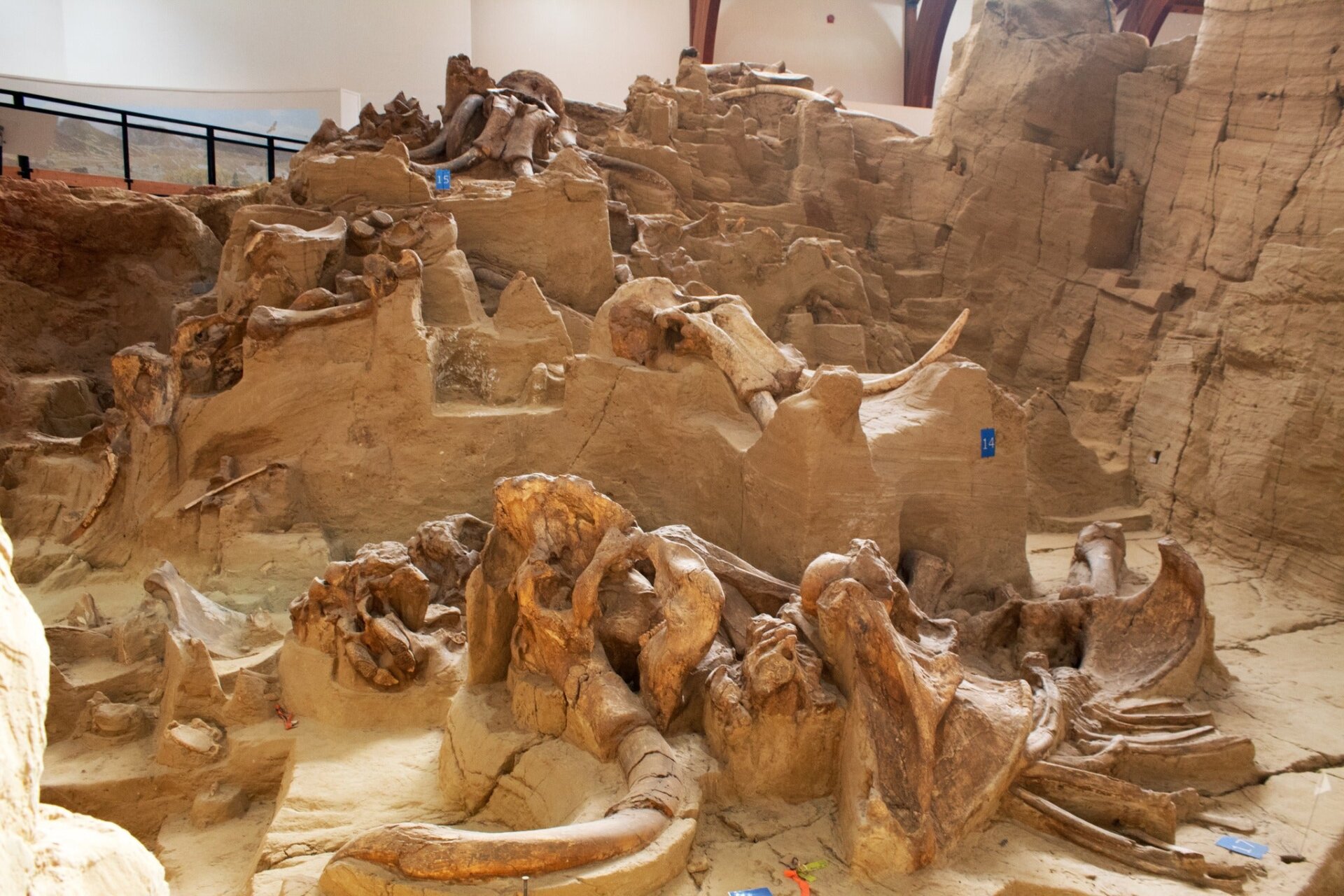 Fossiles de mammouth sur le site Mammoth.
