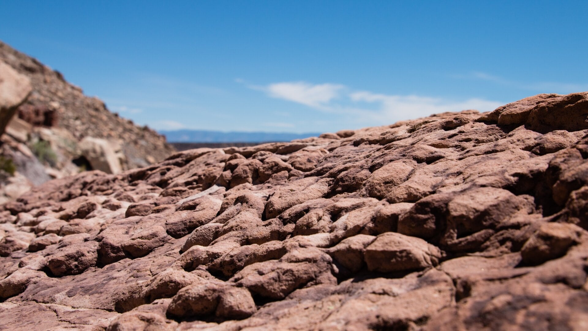 Un lit de palourdes fossilisées sur le site.