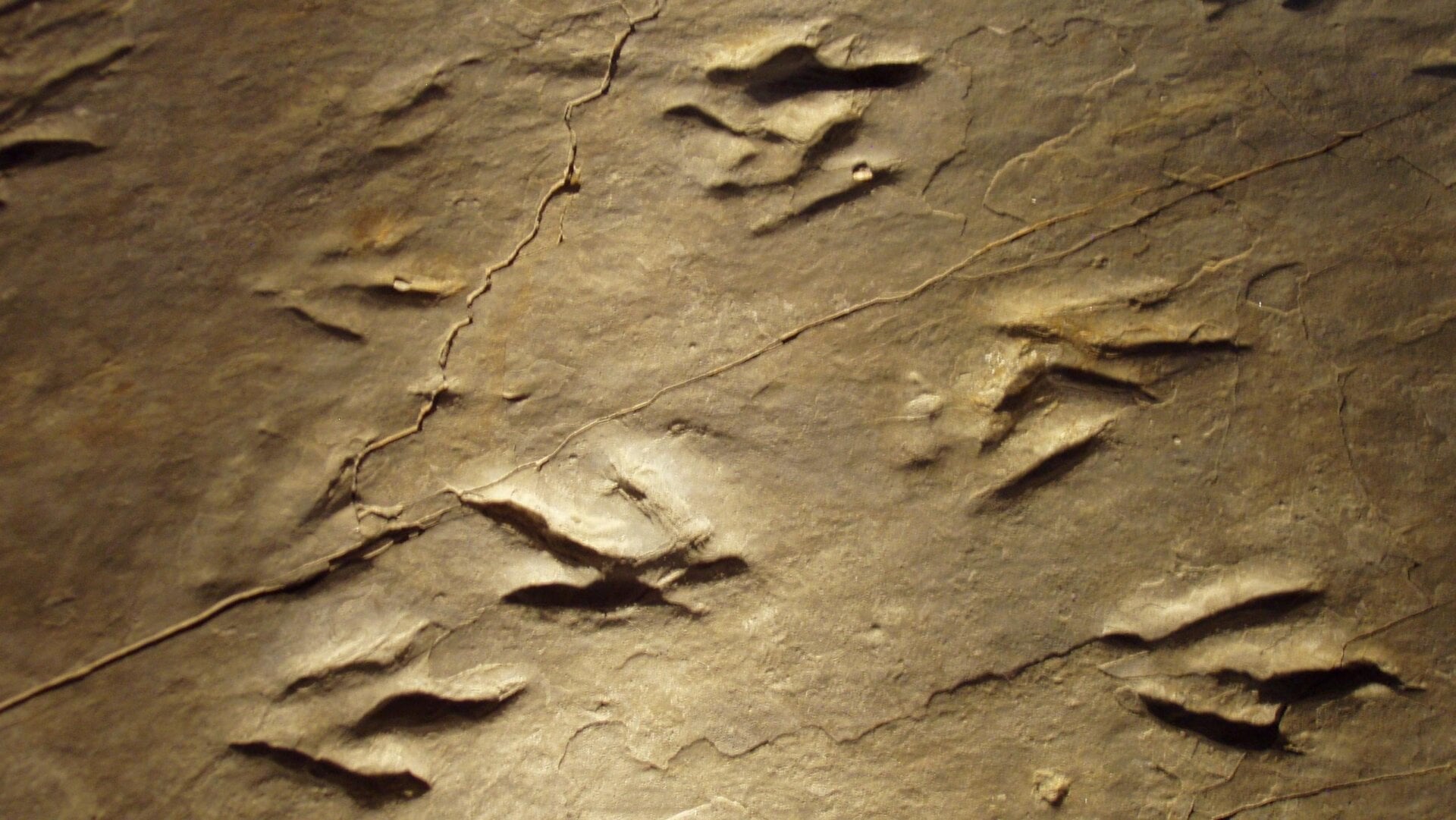 Les Eubrontes tracent des fossiles du parc.