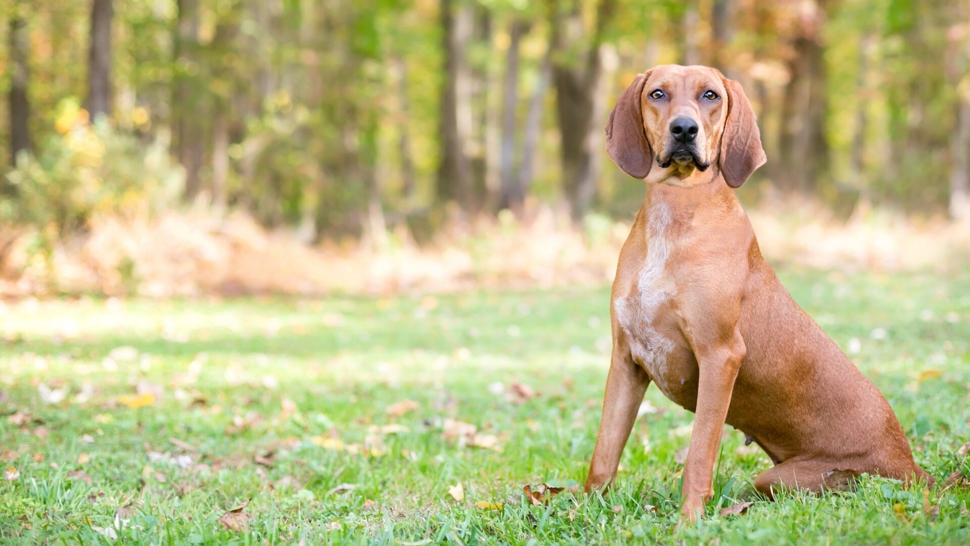 Un coonhound à os rouge.