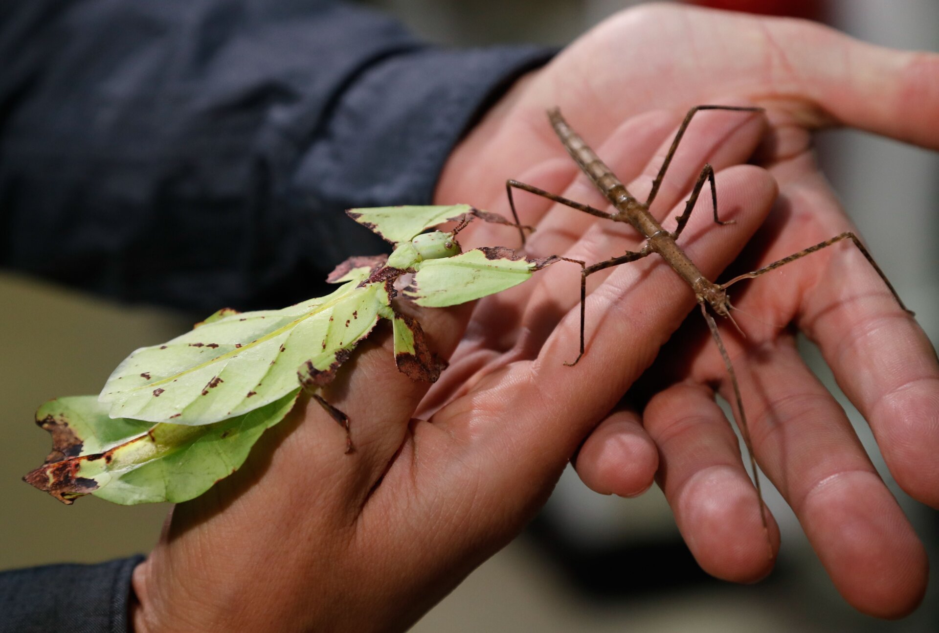 Deux espèces de Phasmatodea à Paris en 2018.