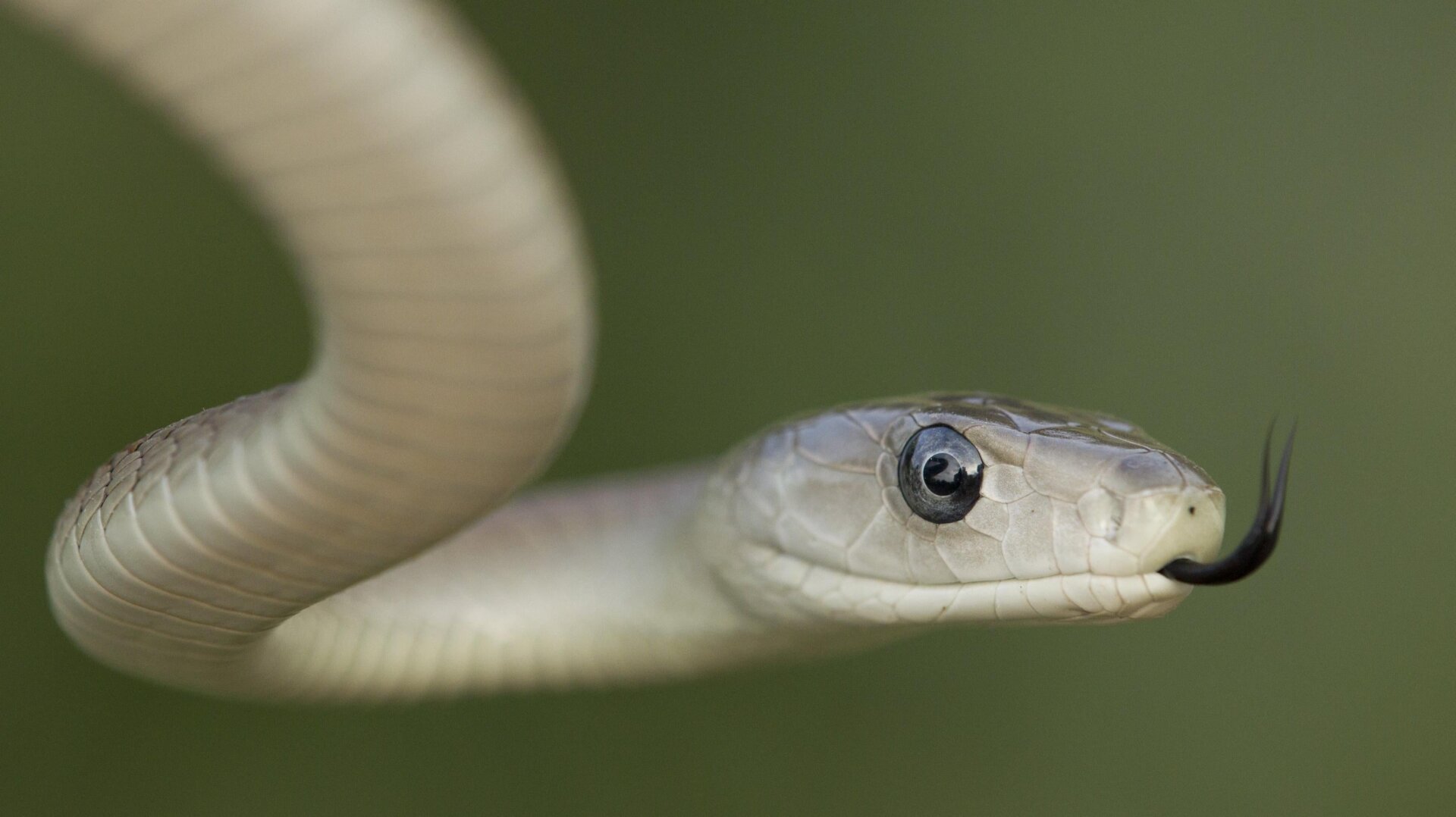 Un mamba noir (Dendroaspis polylepis)serpent, l’une des espèces contre qui le nouvel antivenin de l’équipe semble protéger les souris.