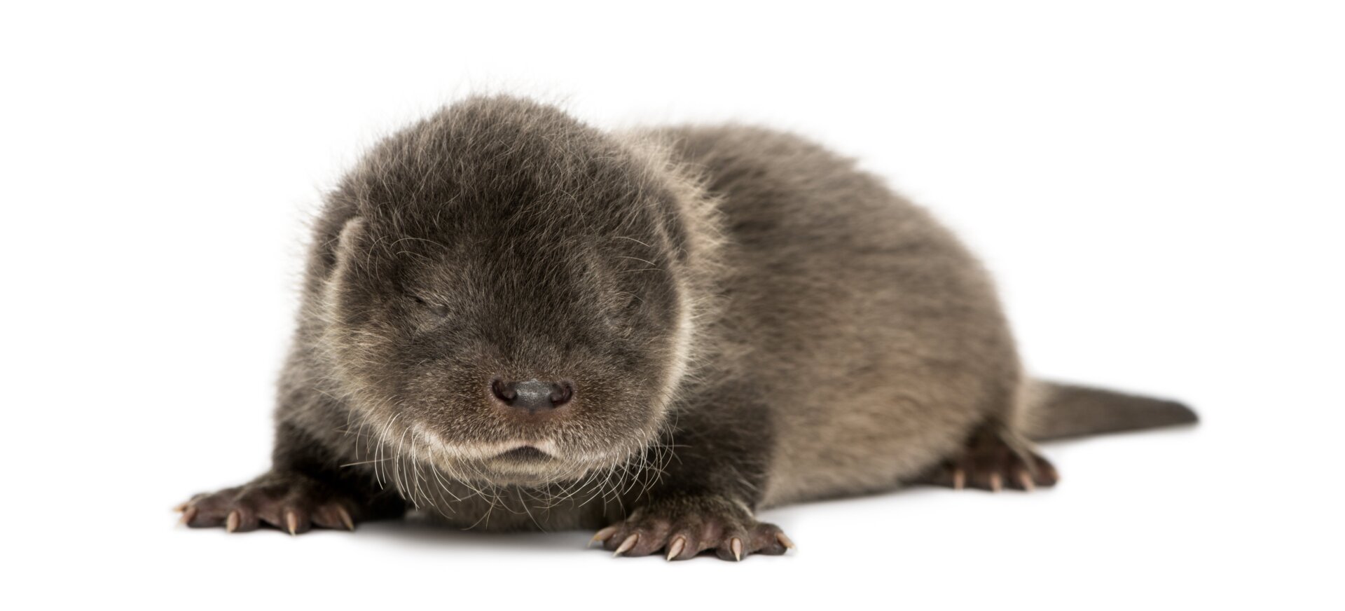 Un chiot loutre de quatre semaines qui dort