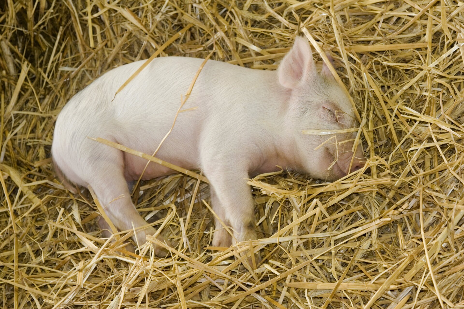 Un porcelet dormant dans de la paille.