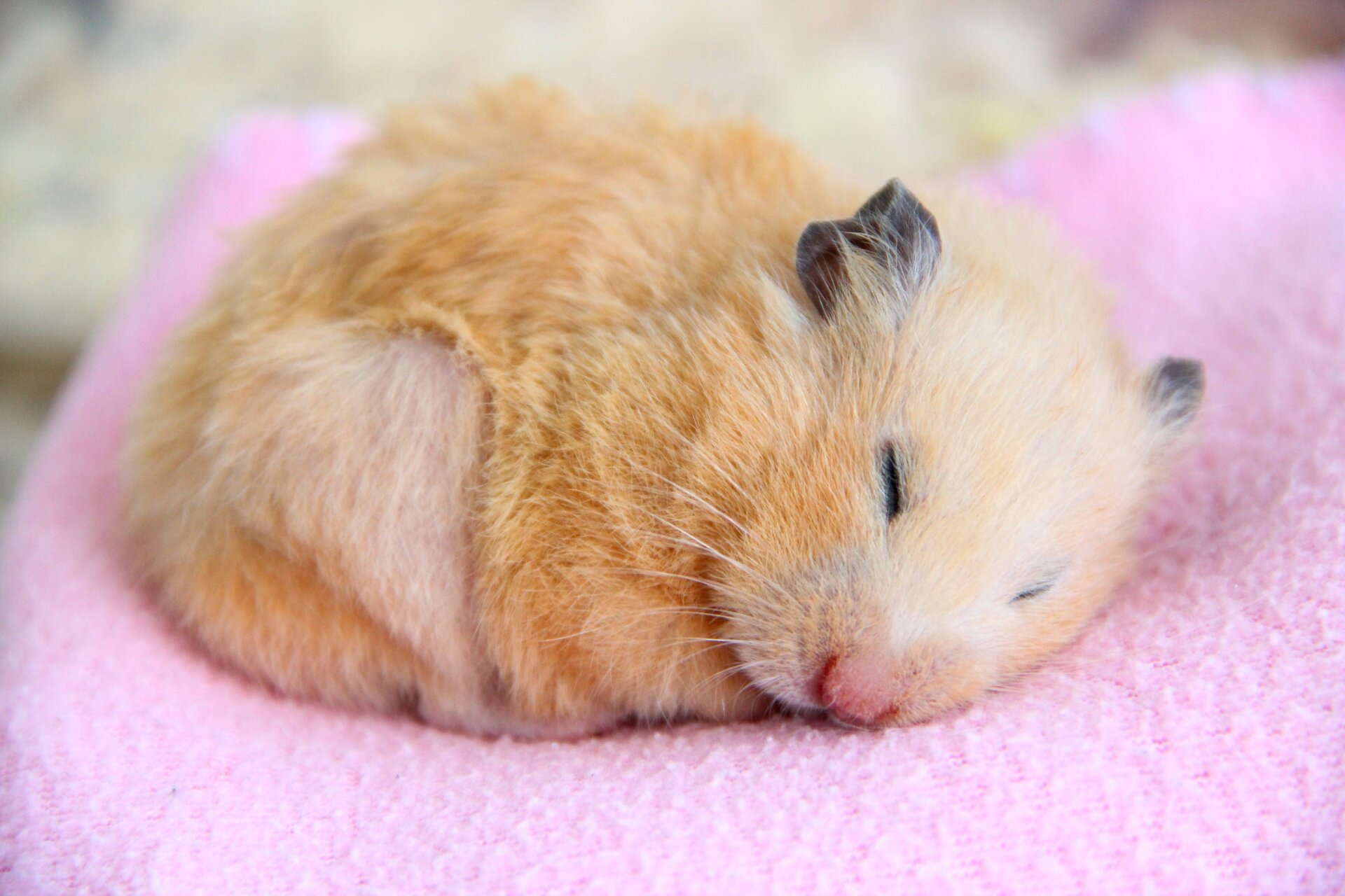 Un hamster syrien endormi.