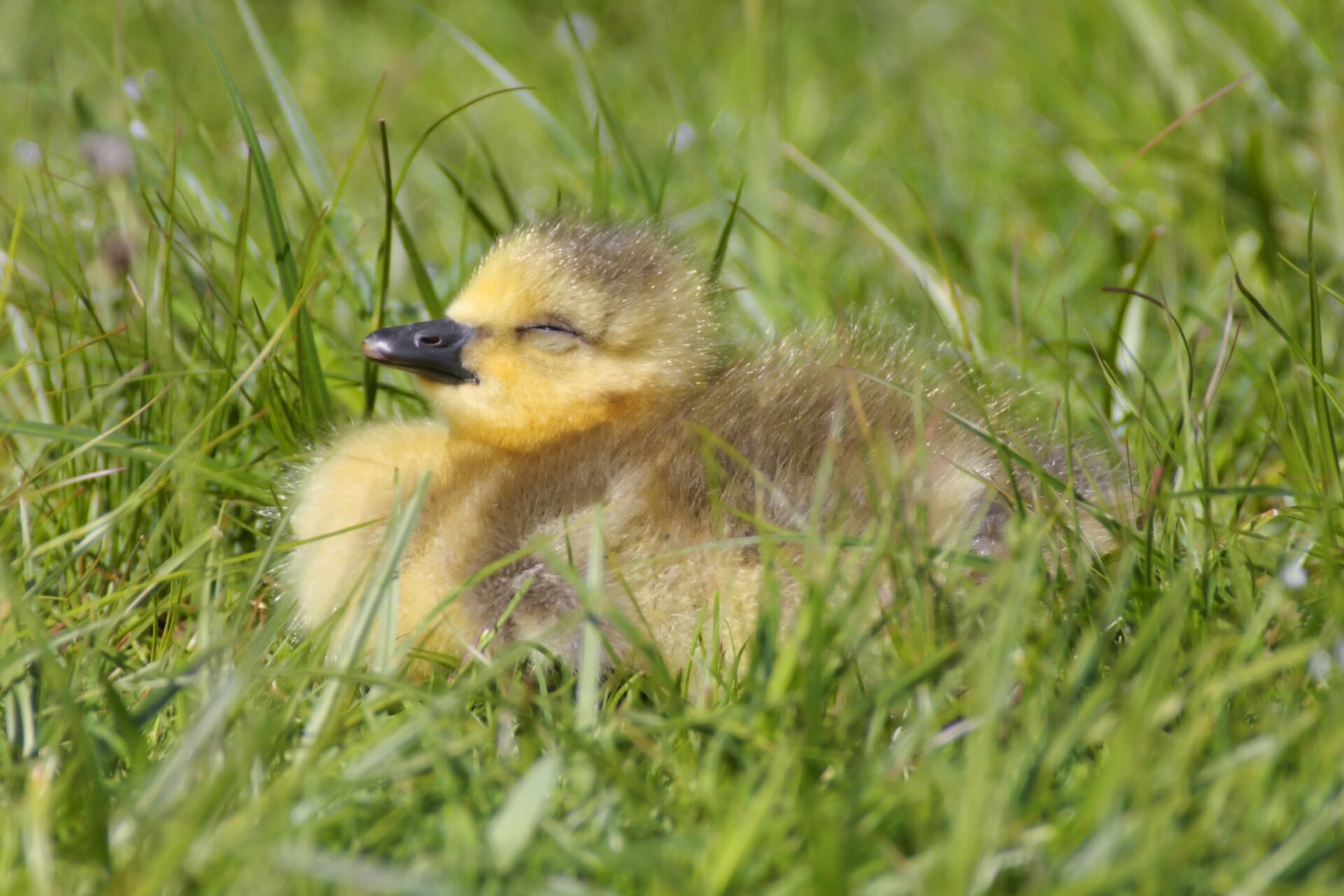 Un bébé oie du Canada qui dort au soleil. 