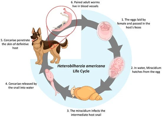 Une illustration du cycle de vie complexe du ver par les auteurs de l’étude.