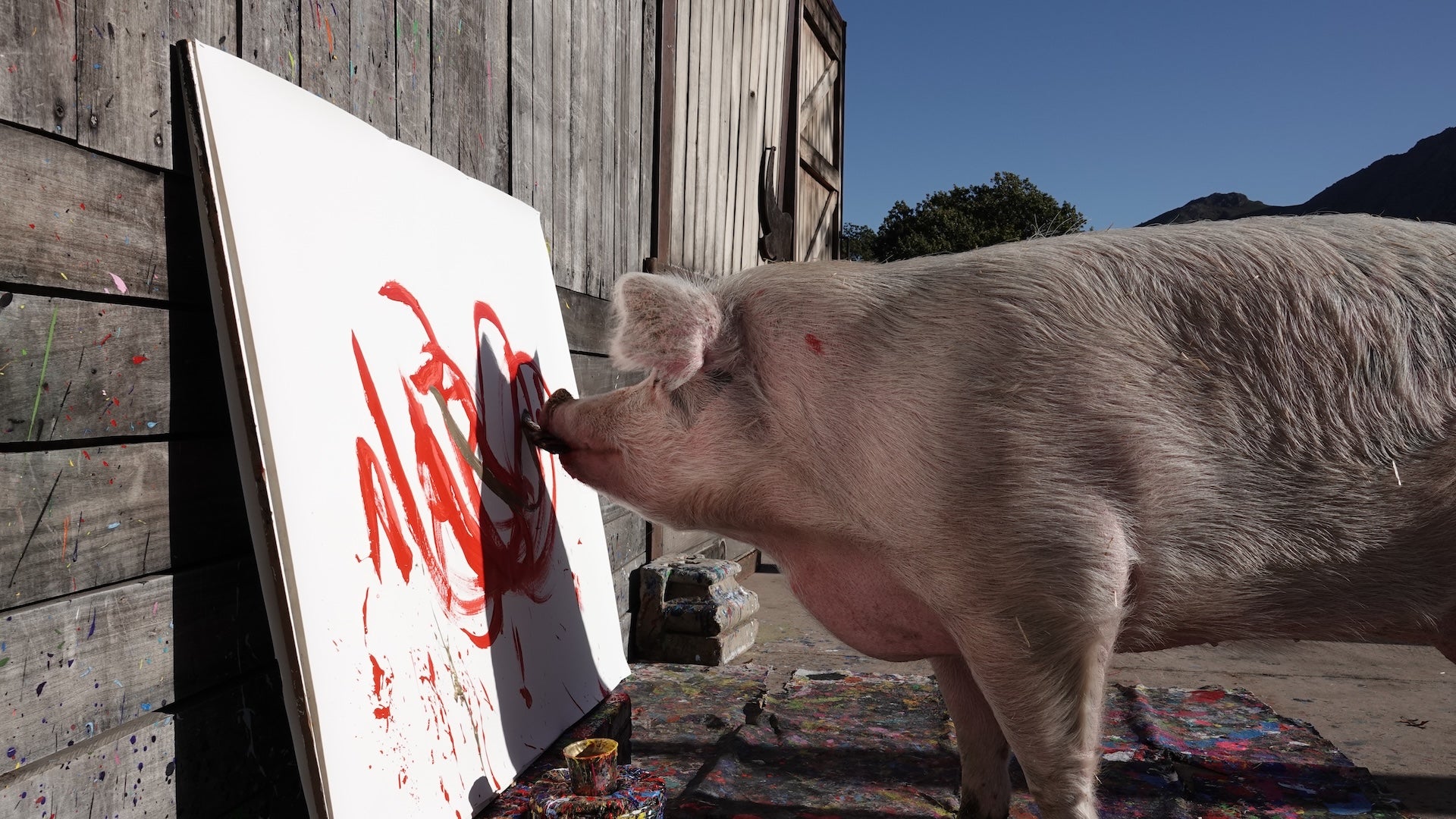Les peintures de Pigcasso se sont vendues pour des dizaines de milliers de dollars. Le peintre de cochons a signé son œuvre avec son museau.