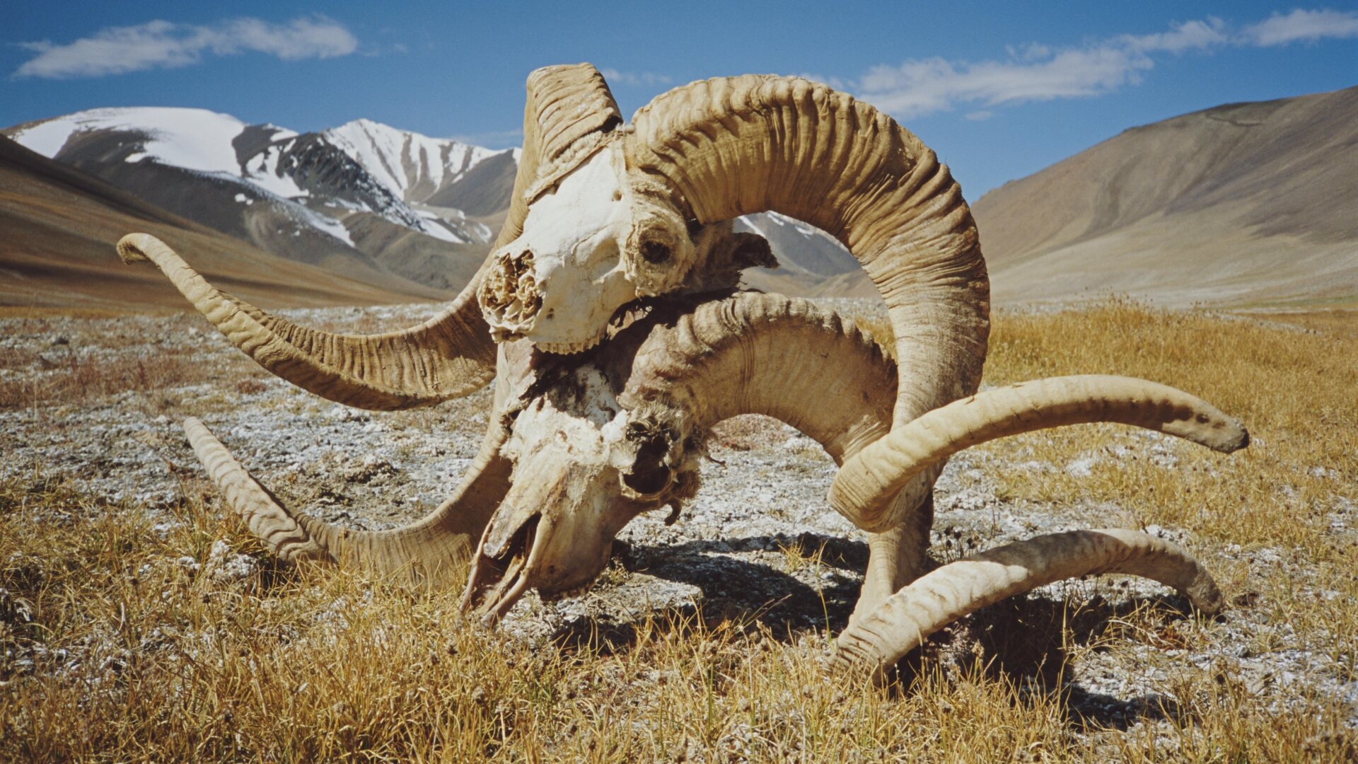Photo d’archives montrant les crânes de deux moutons Marco Polo dans le couloir de Wakhan, dans le nord-est de l’Afghanistan.