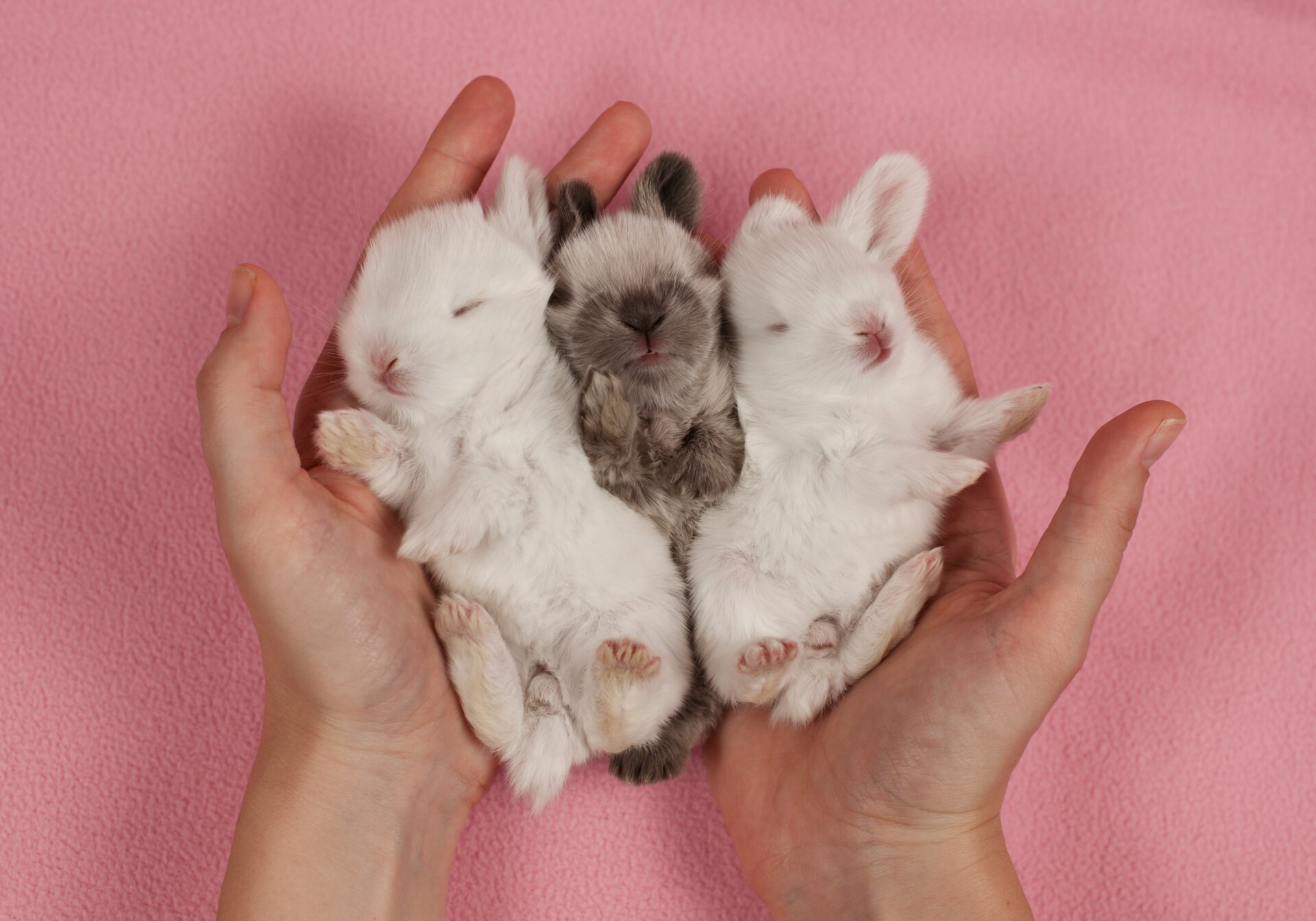 Trois bébés lapins endormis.
