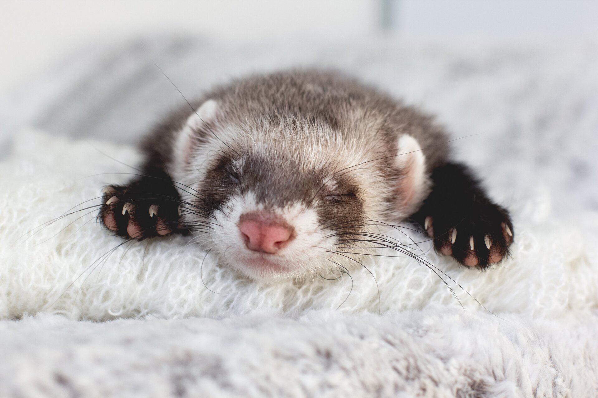 Un furet endormi