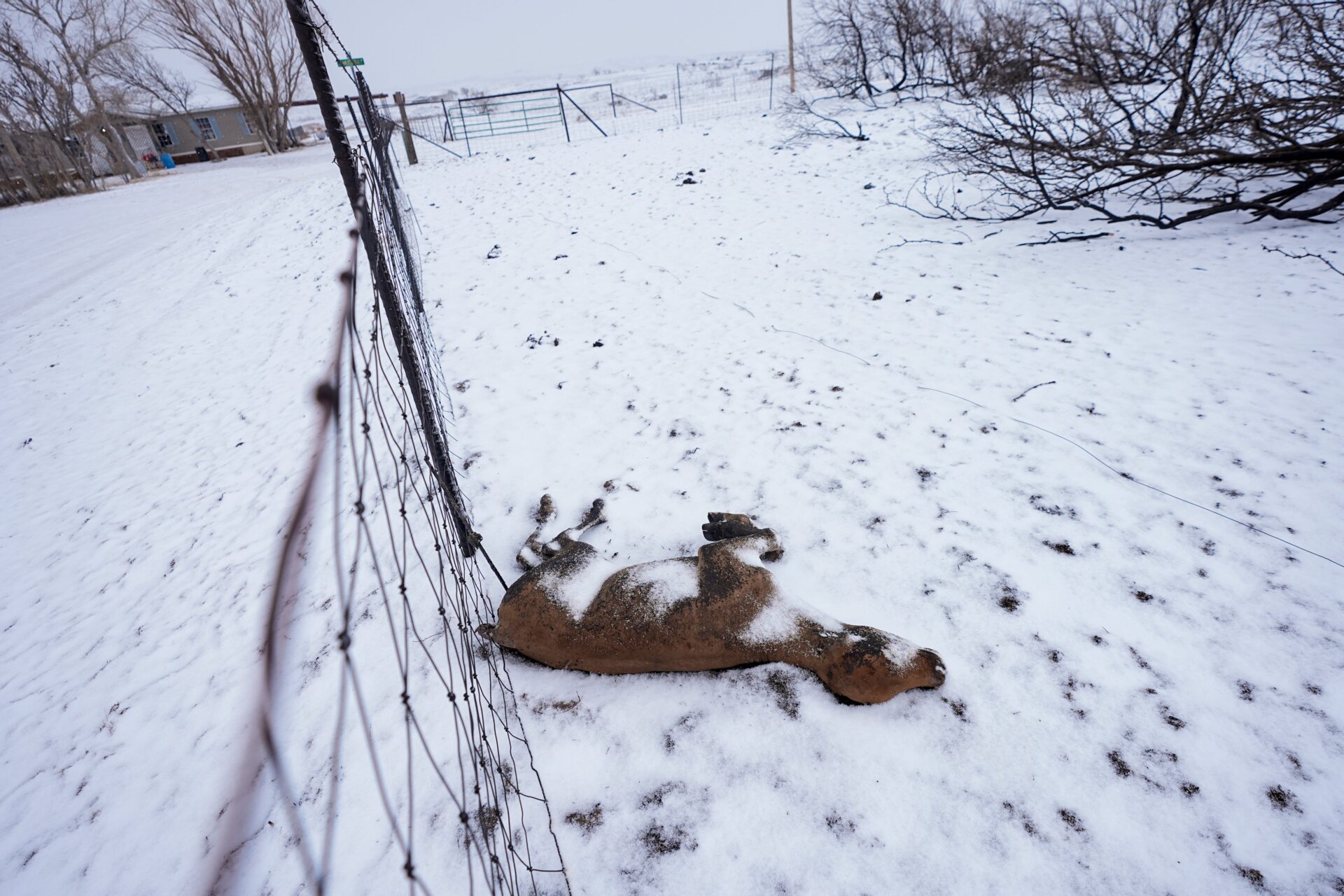 La neige recouvre un veau tué par l’incendie du ruisseau Smokehouse, jeudi 29 février 2024, à Fritch, Texas.