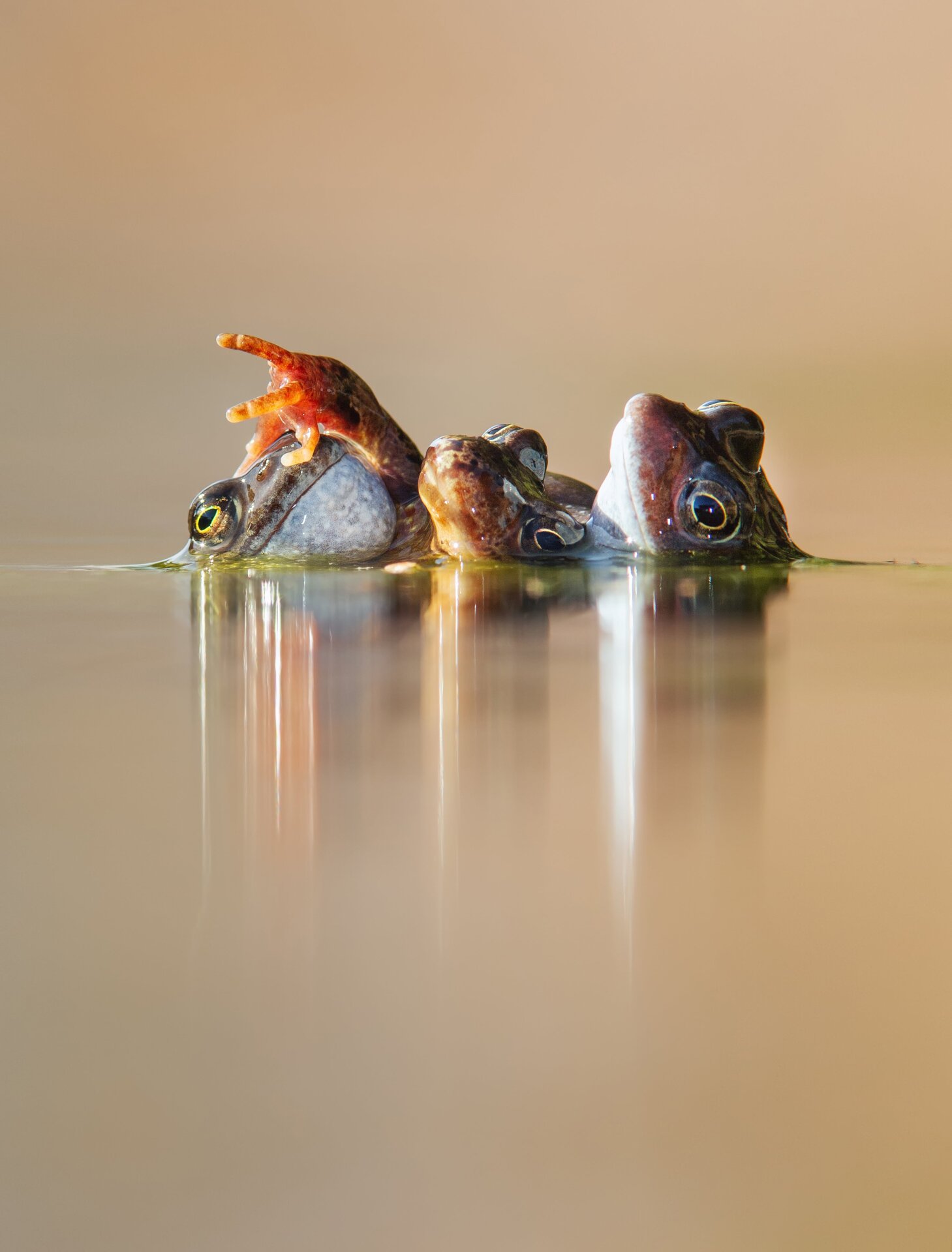 Photo: © Ian Mason / British Wildlife Photography Awards