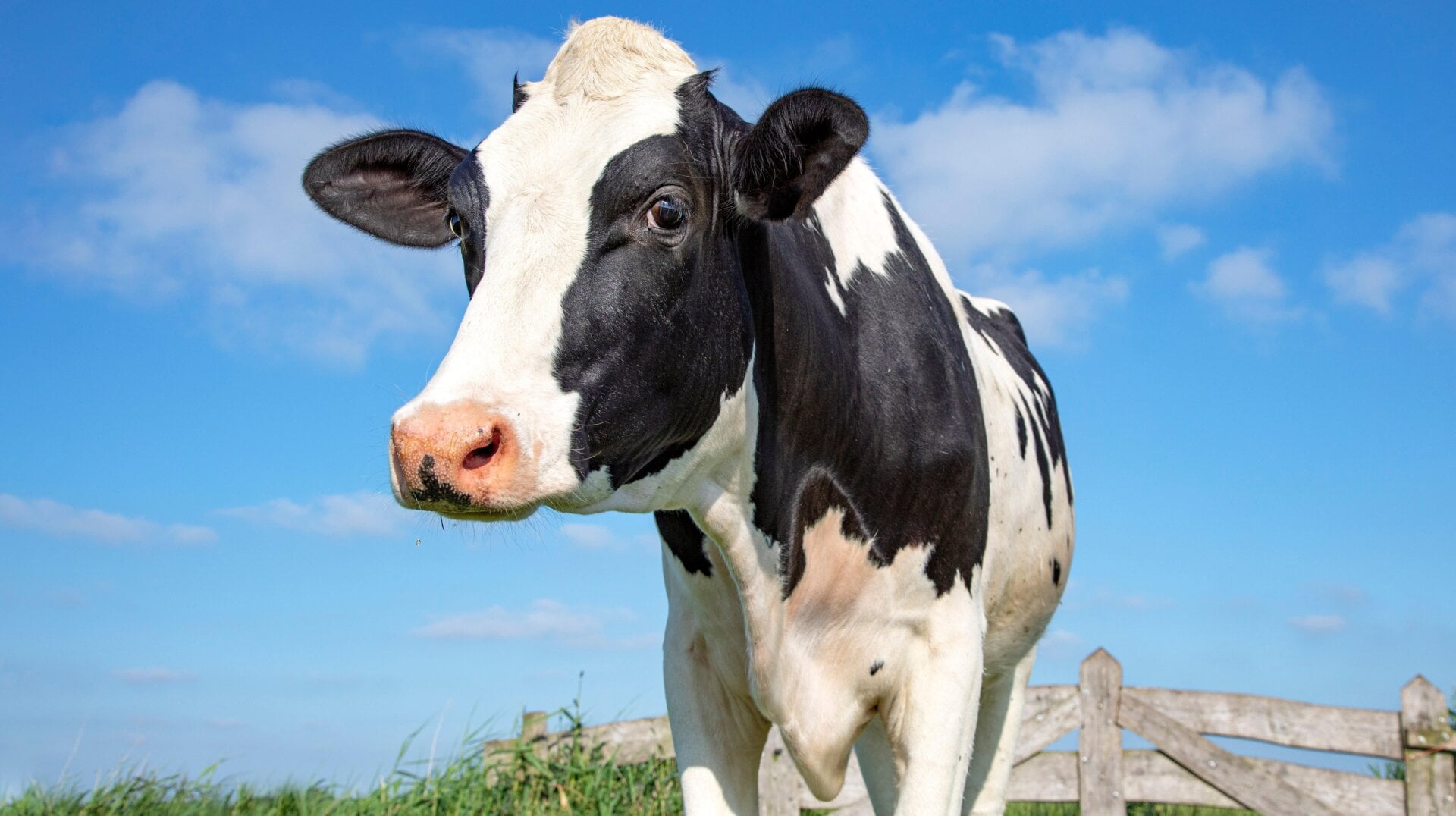 Une vache adulte noire et blanche.