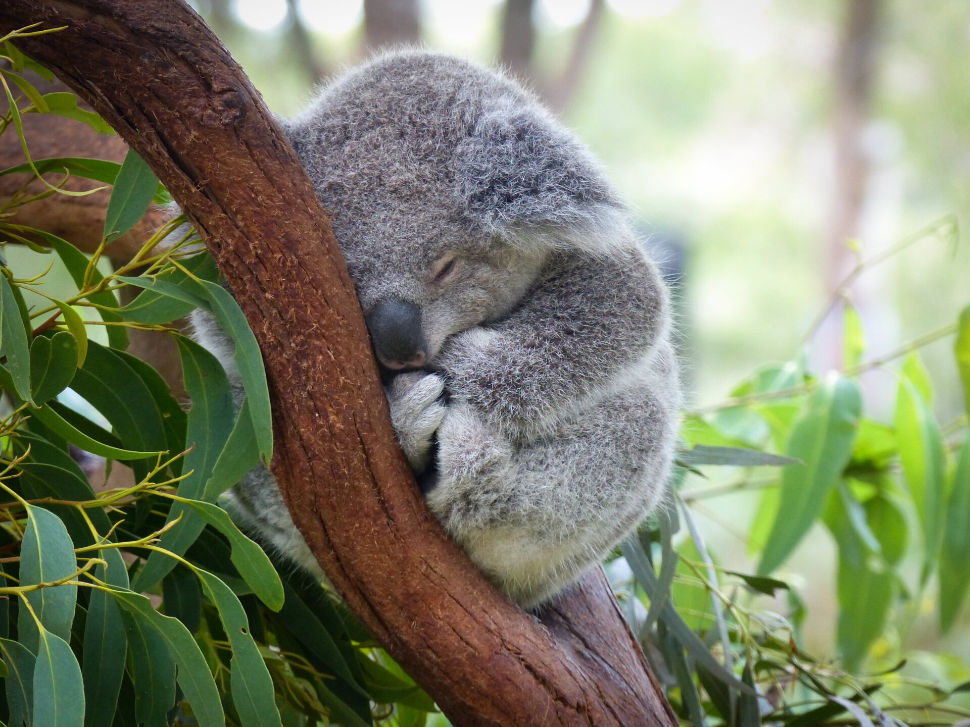 Un bébé koala qui dort.