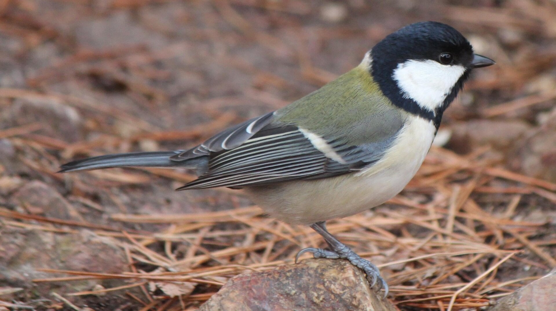 Une mésange japonaise.