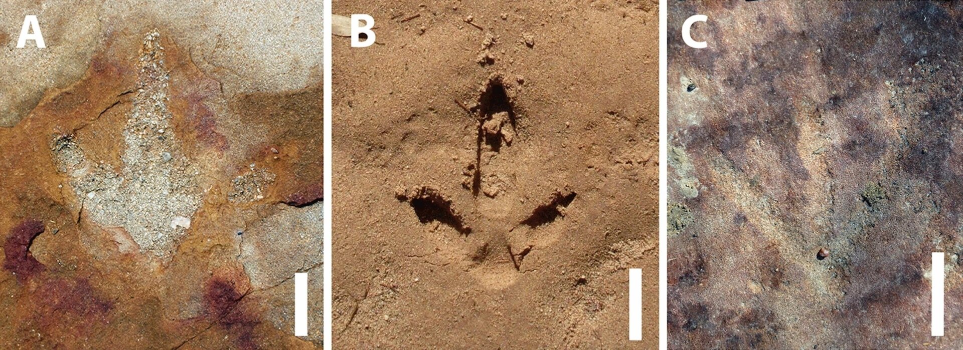 Une trace de dinosaure (à gauche), une trace récente l’émulant (au centre), un pétroglyphe apparemment émulant la trace de dinosaure (à droite).