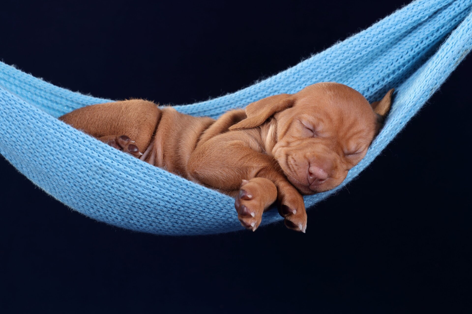 Un chiot hongrois Vizsla dormant dans un hamac