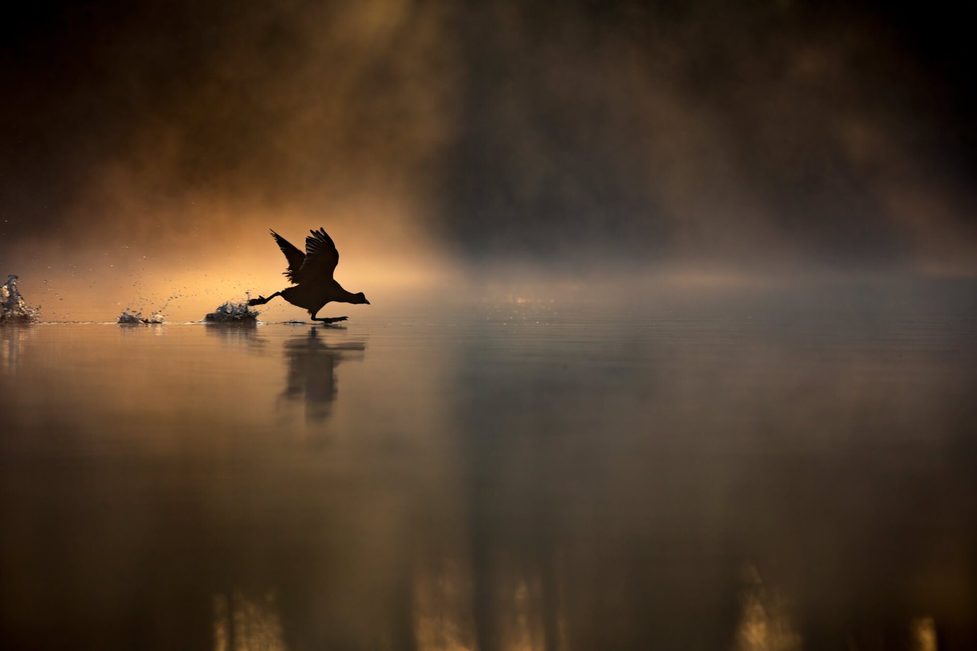 Photo: © Max Wood / British Wildlife Photography Awards