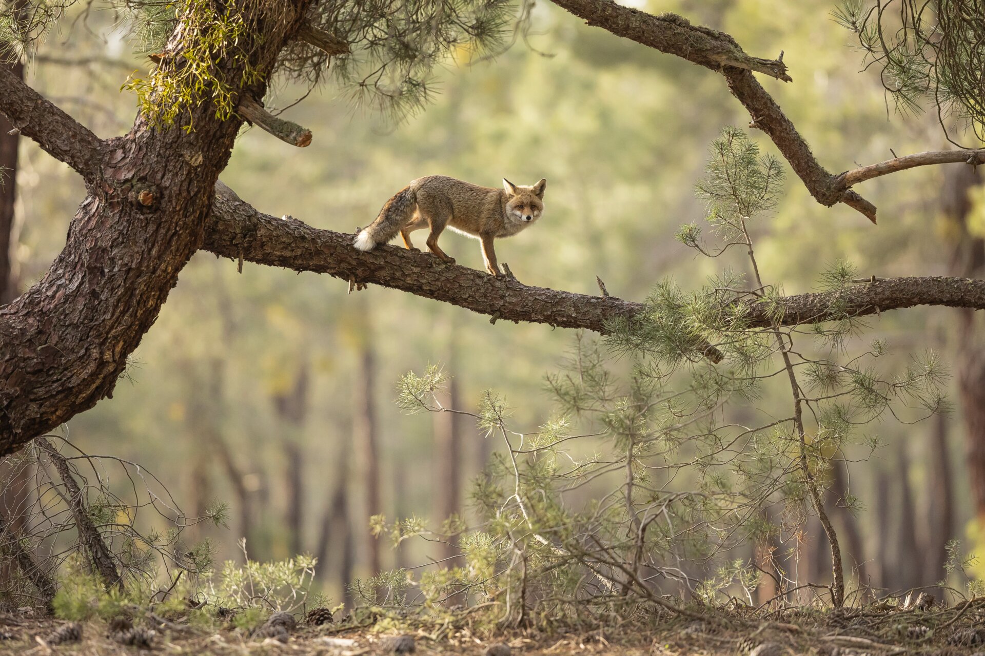 Photo: © Daniel Valverde Fernandez / British Wildlife Photography Awards