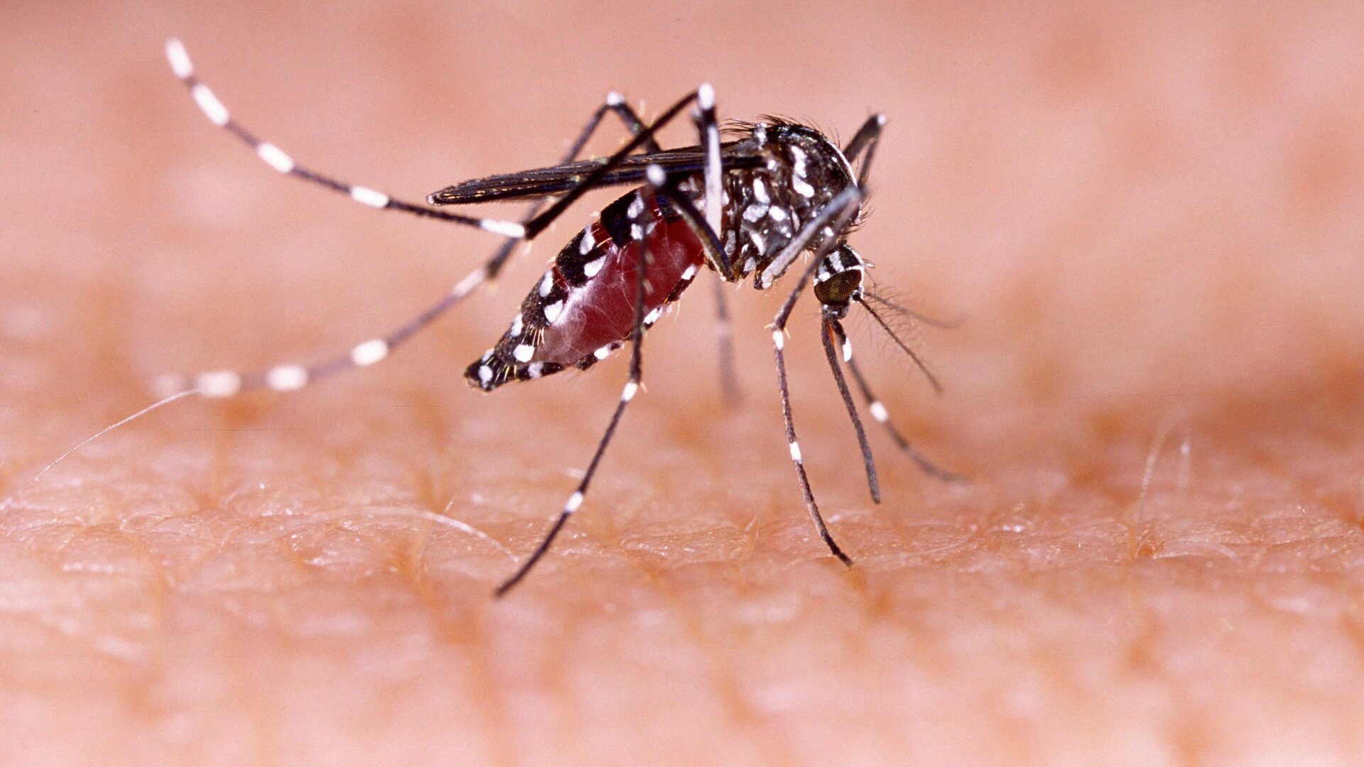Un suceur de sang Aedes aegypti moustique, l’une des espèces qui peuvent propager le virus Zika.