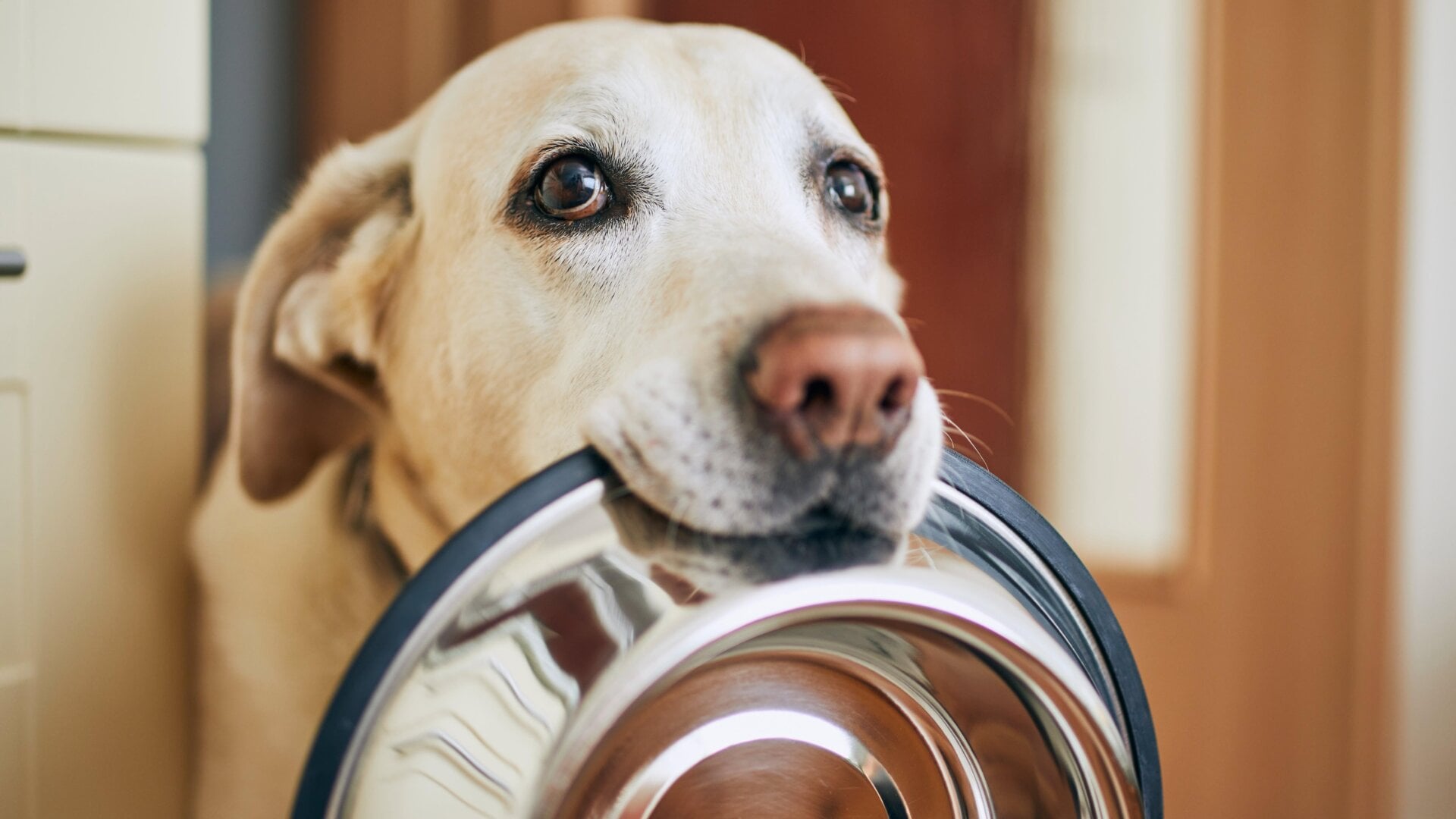 Un Labrador retriever tenant une gamelle pour chien.
