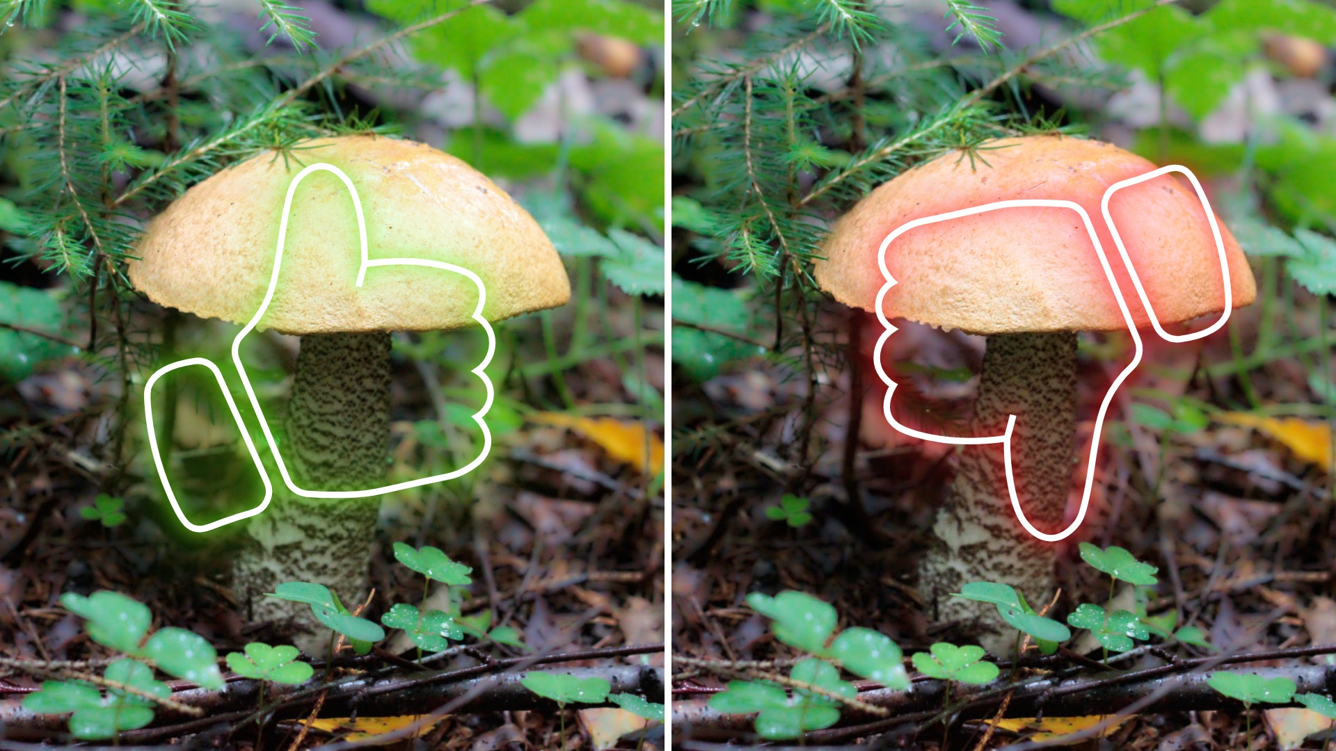 Ne confiez pas votre vie aux identifiants de champignons IA, disent les défenseurs des consommateurs.