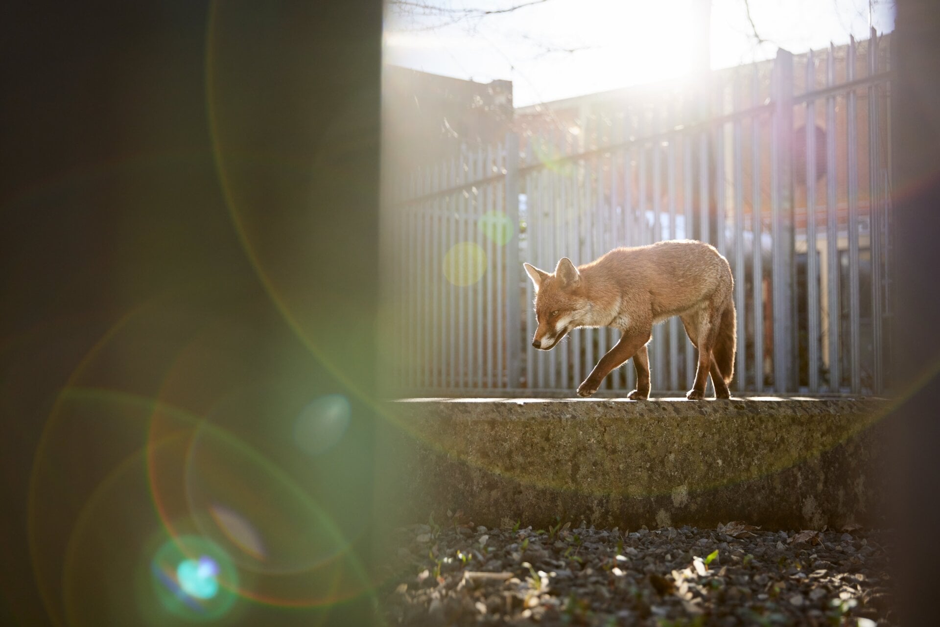 Photo: © Simon Withyman / British Wildlife Photography Awards