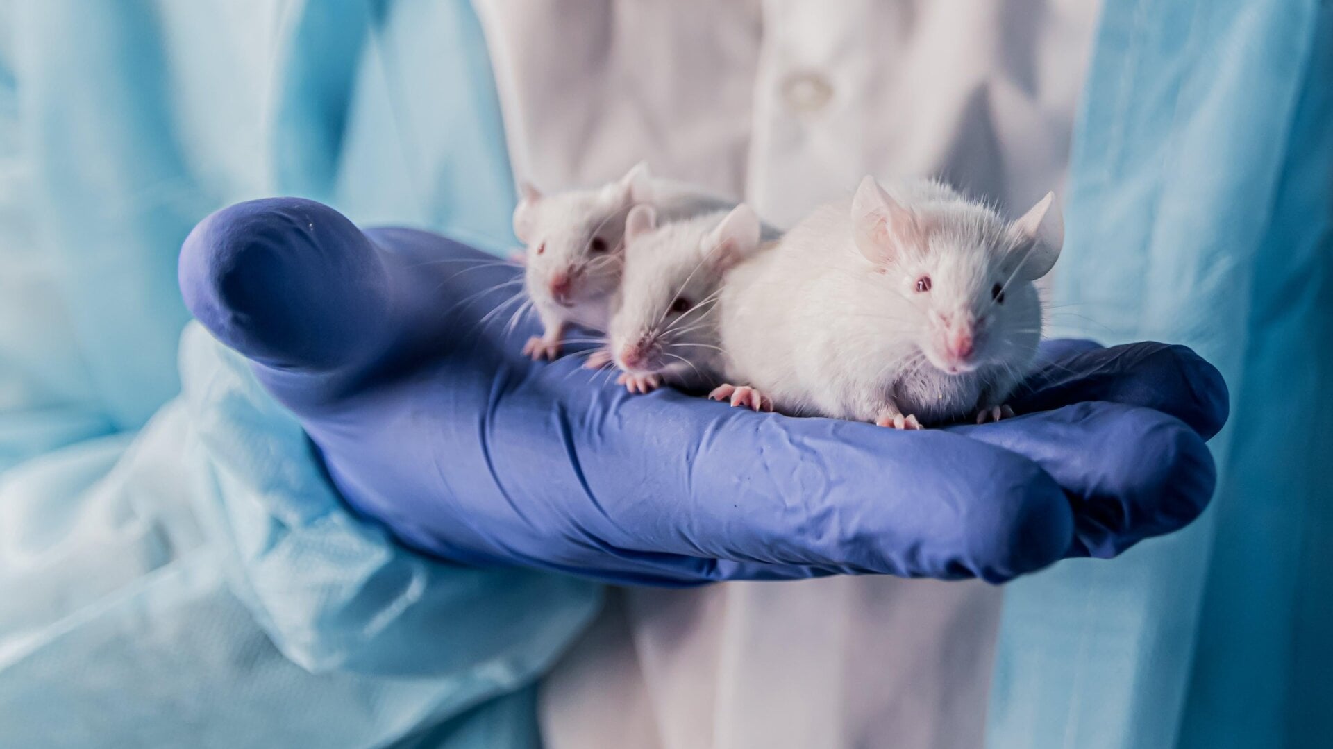 Plusieurs souris de laboratoire.
