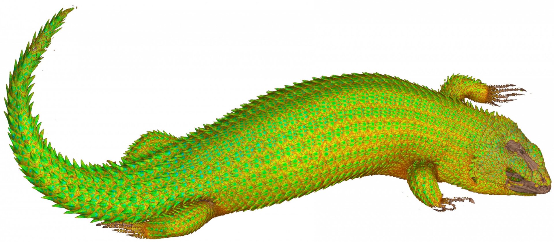 Il s’agit d’un scinque à queue épineuse d’Hosmer, ou Egernia hosmeri. 