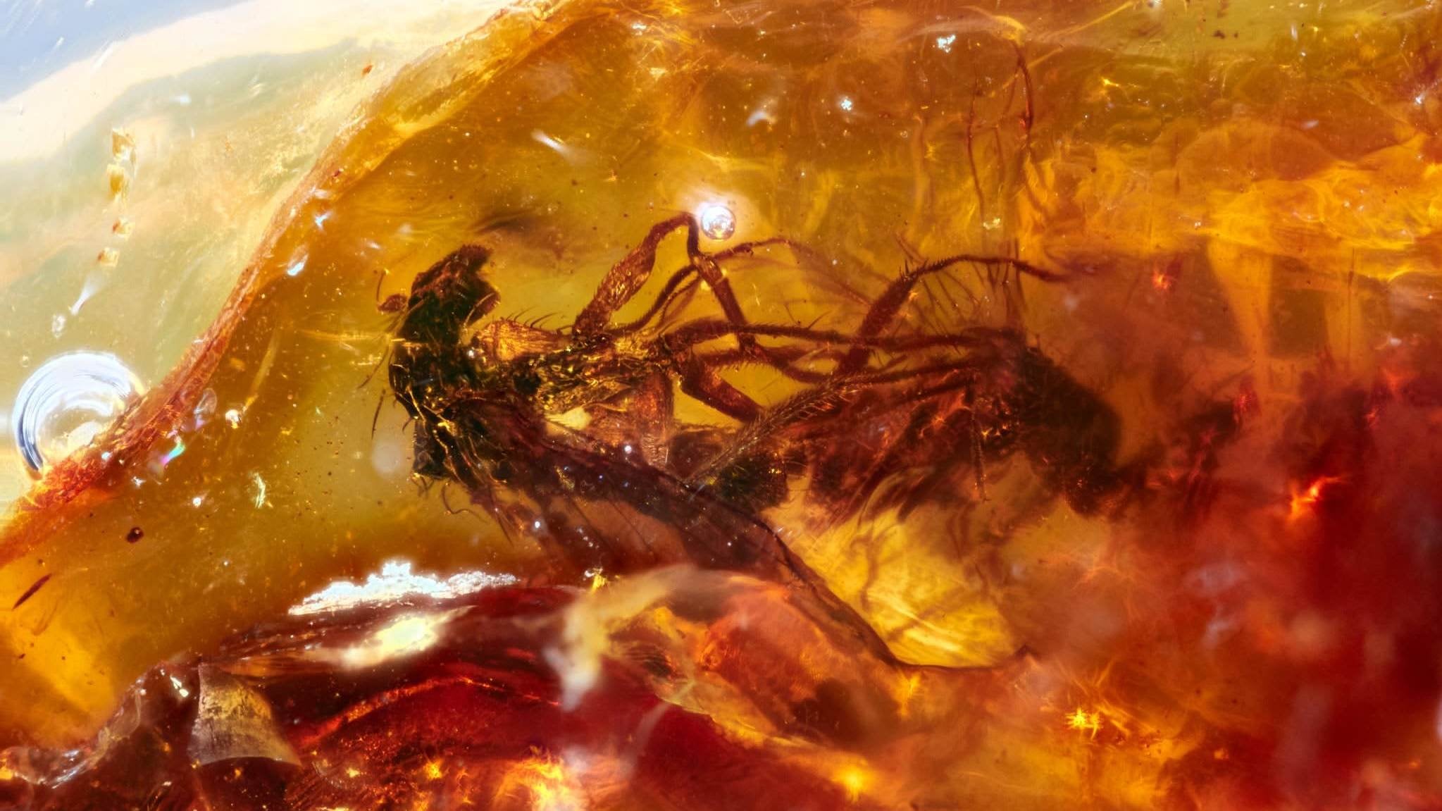 Des mouches en accouplement trouvées dans de l’ambre vieux de 41 millions d’années.