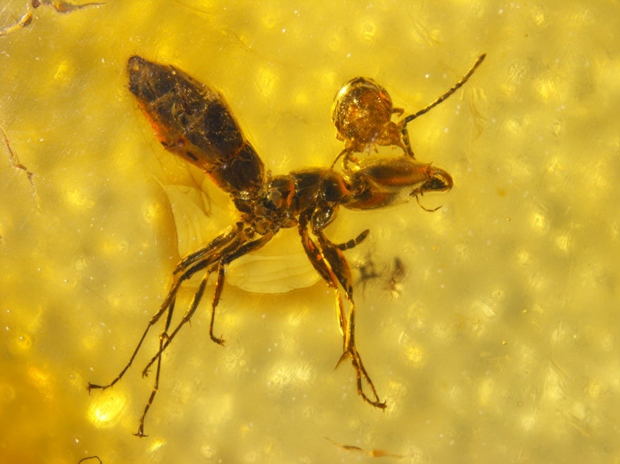  sur la guêpe parasite, qui était peut-être en train de braconner des œufs d’araignée à ce moment-là (oof). Ce morceau d’ambre, le premier à documenter une attaque d’araignée a été découverte au Myanmar et remonte à la fin du Crétacé, il y a entre 97 et 110 millions d’années.