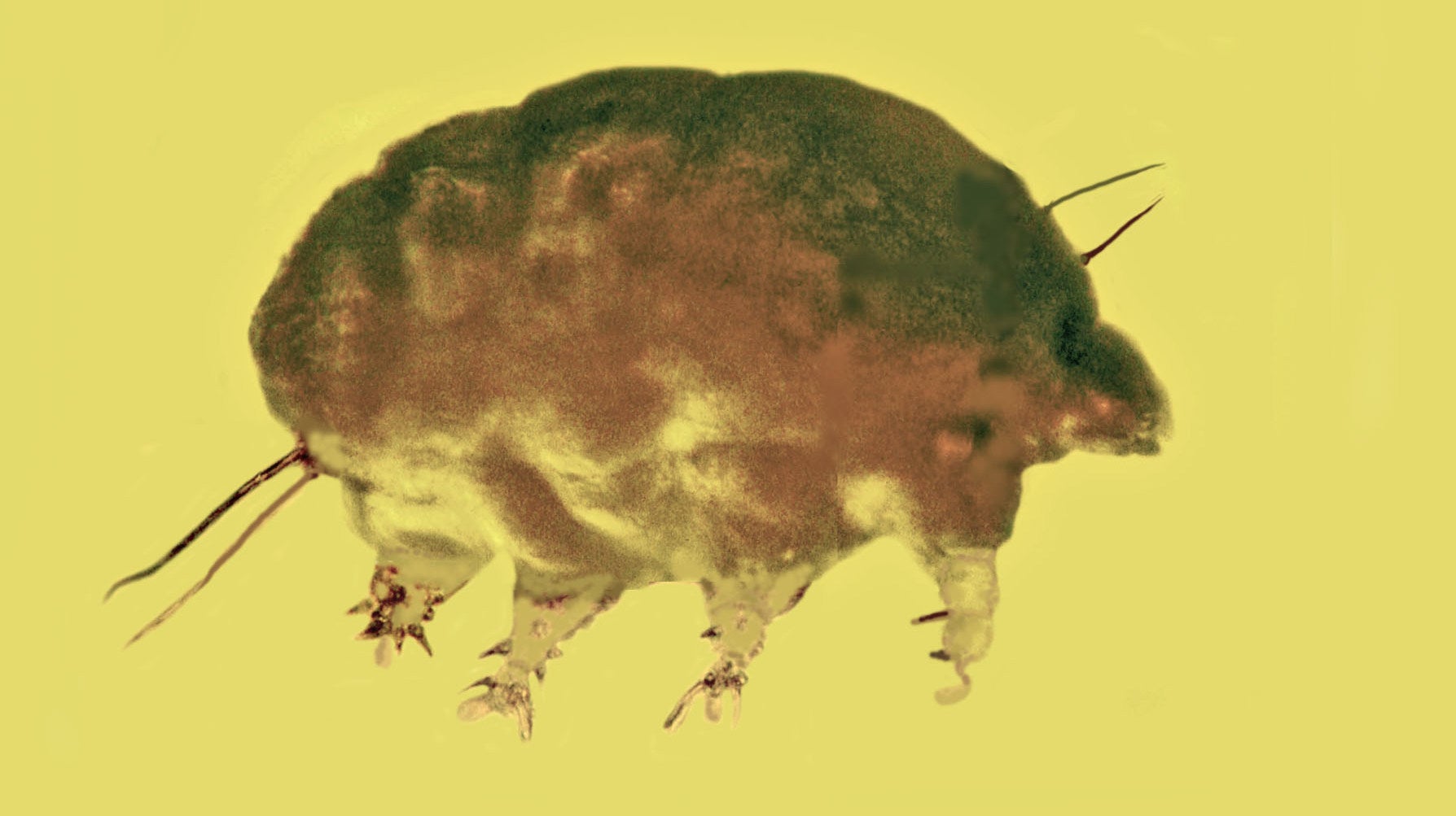 Un cochon moulé dans l’ambre, vu au microscope.