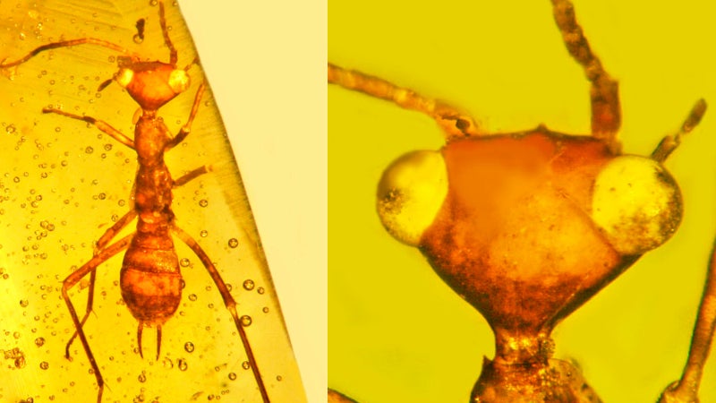 L’insecte disgracieux, Aethiocarenus burmanicus. 