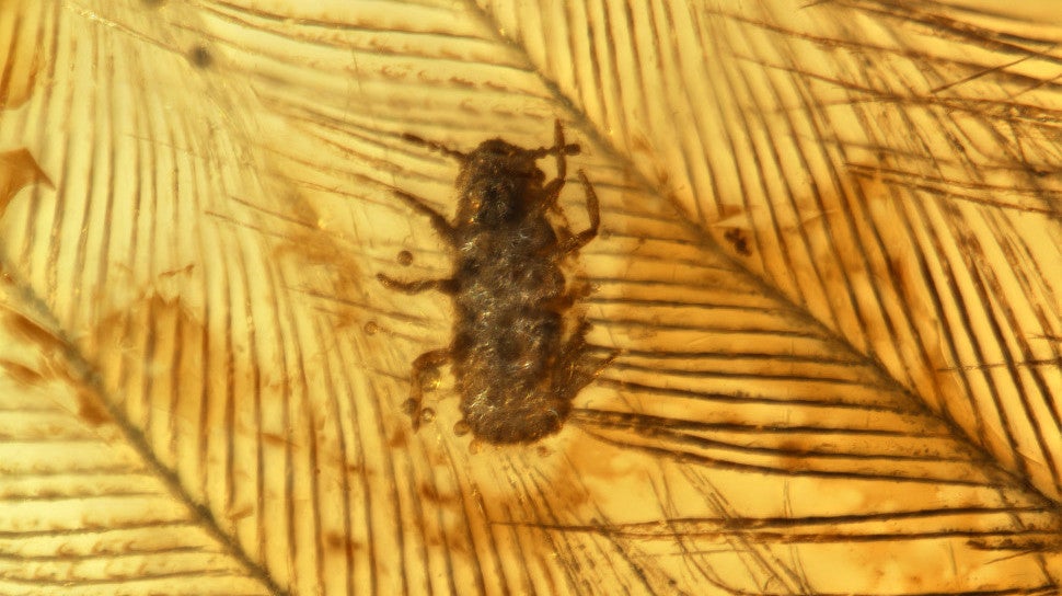 Des insectes ressemblant à des poux qui rampent à travers les plumes de dinosauresMesophthirus engeli