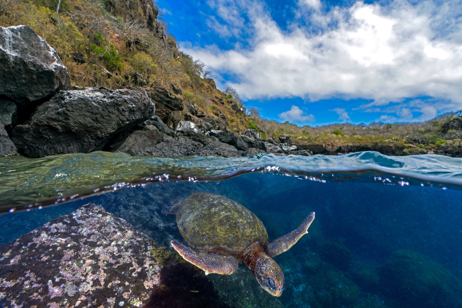 Photo: Dr Tom Shlesinger