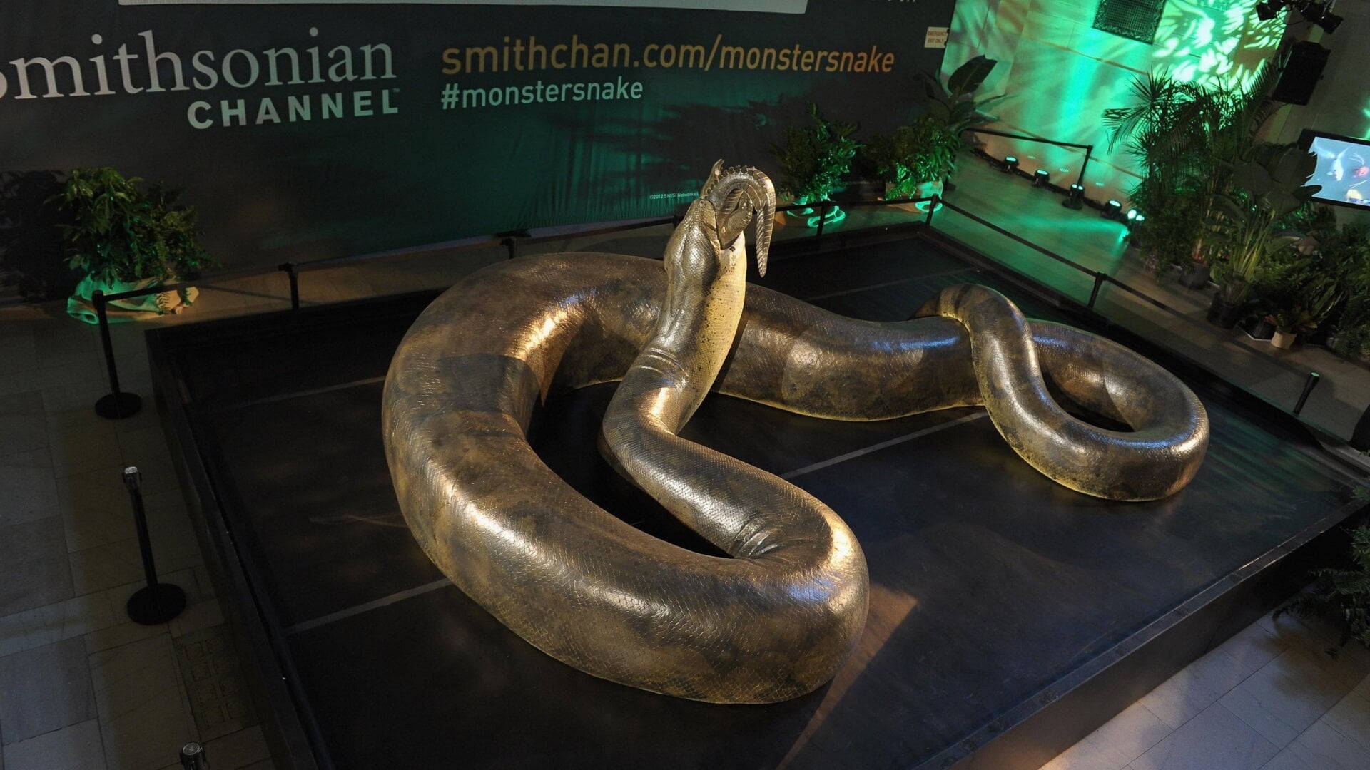 Une reconstitution grandeur nature de Titanoboa. Vasuki aurait pu être plus long.